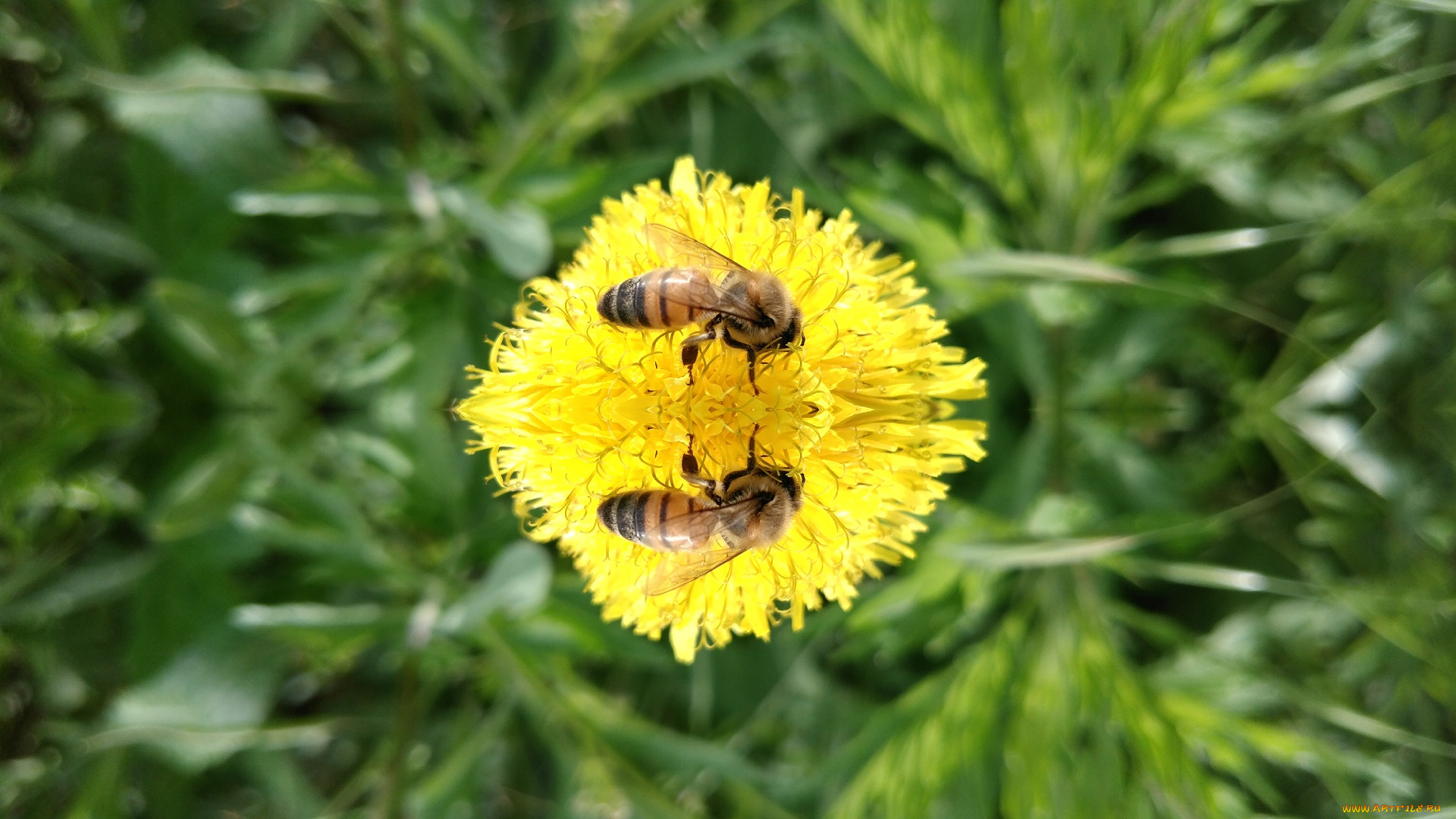 животные, пчелы, , осы, , шмели, пчела, одуванчик