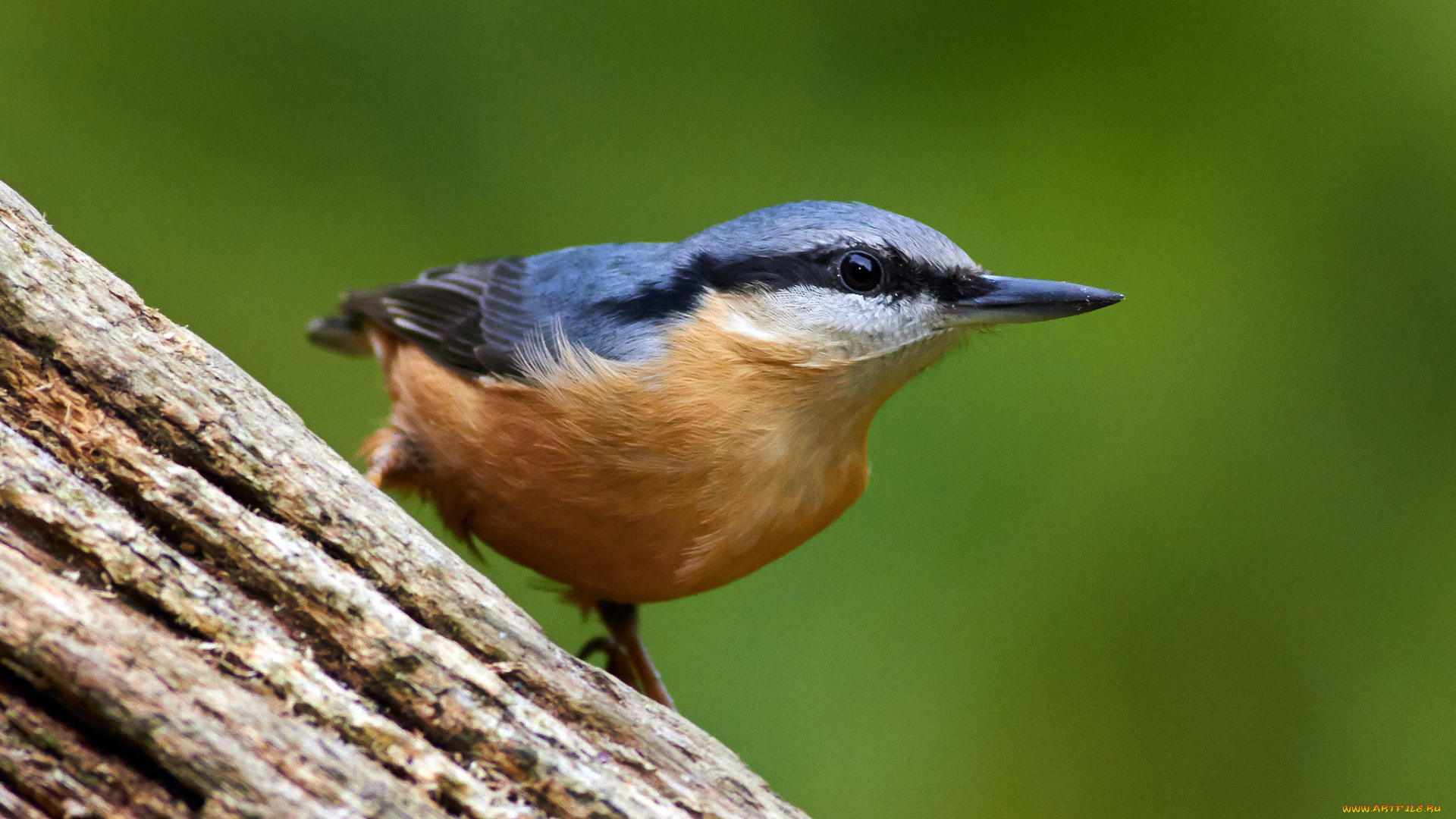 животные, поползни, птичка