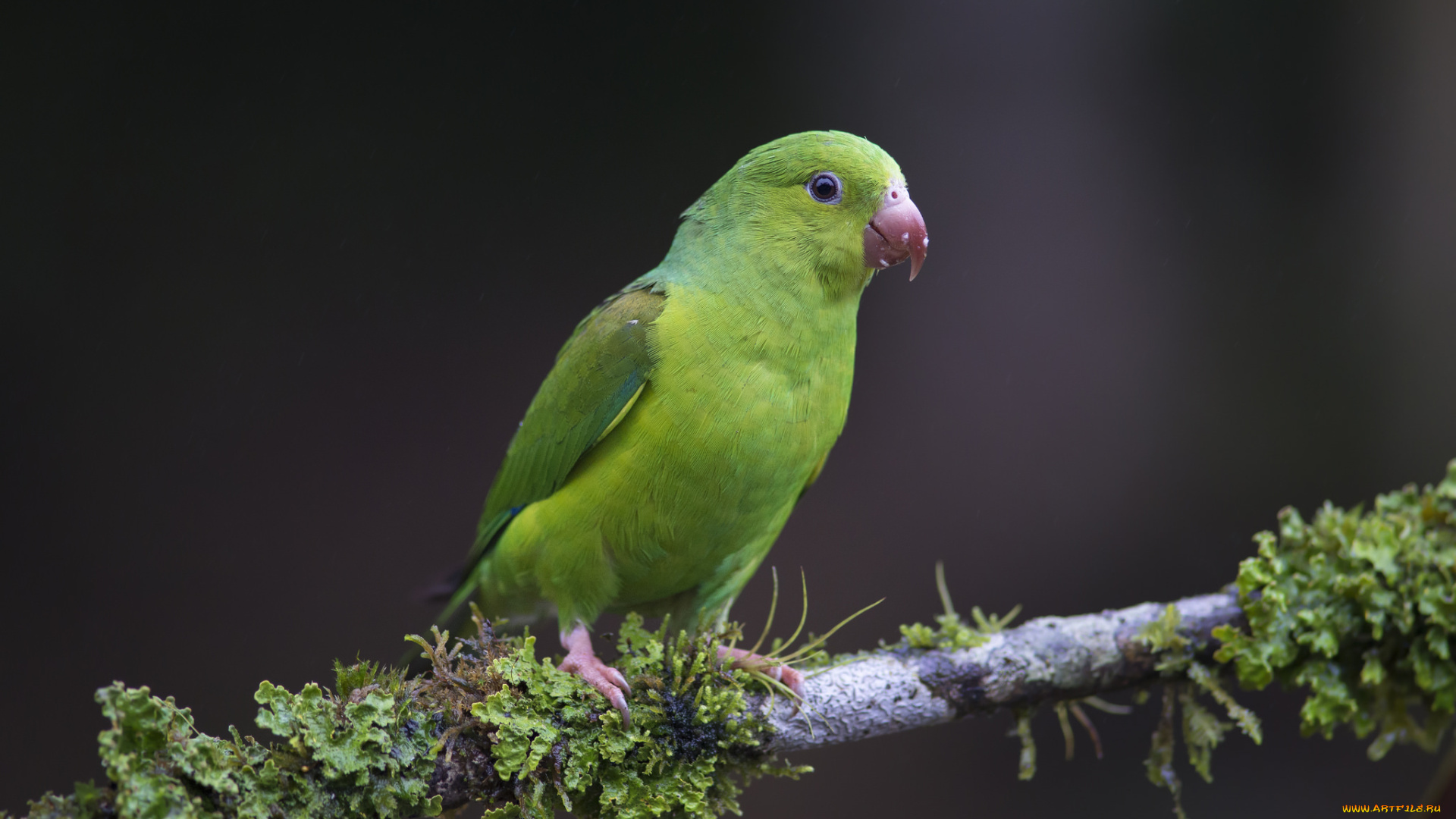 животные, попугаи, птичка
