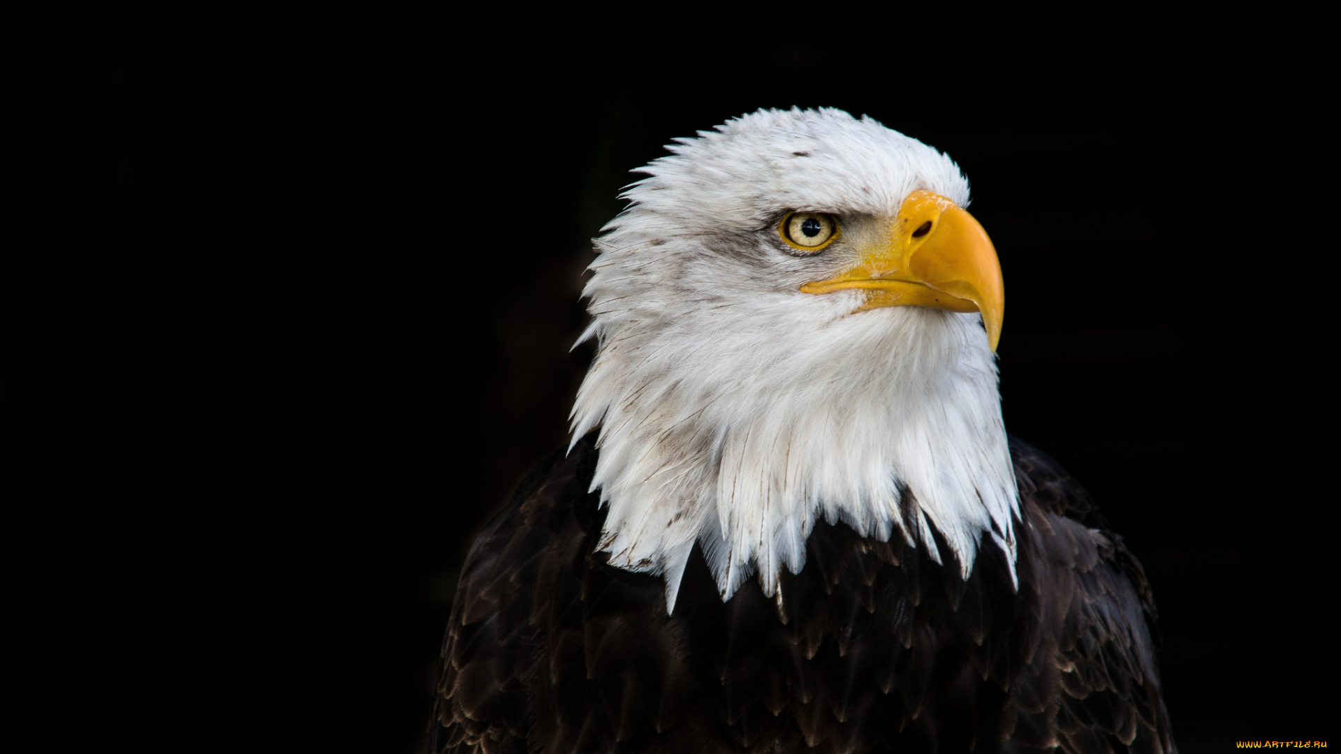 животные, птицы, -, хищники, птичка