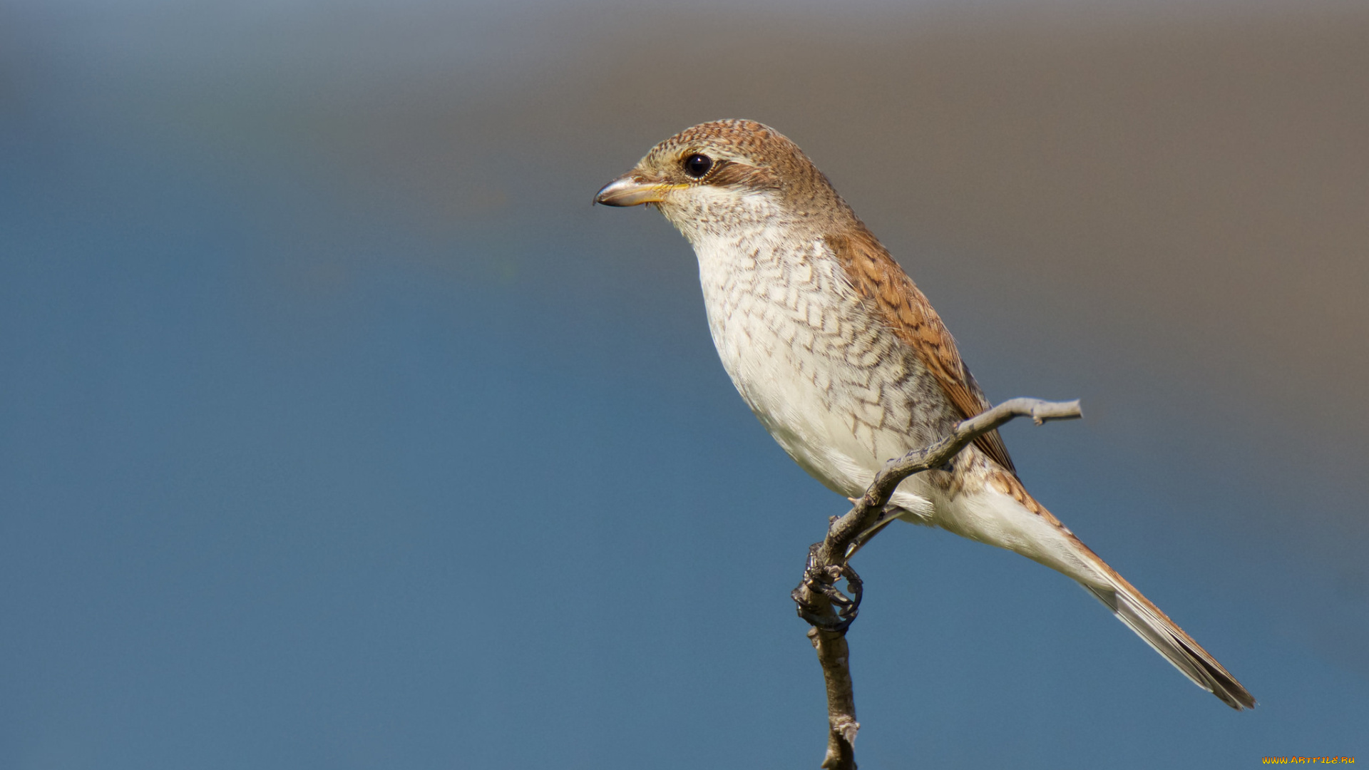 животные, птицы, птичка