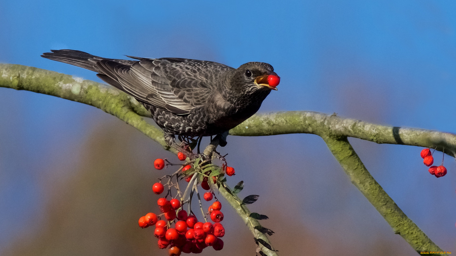 животные, птицы, птичка