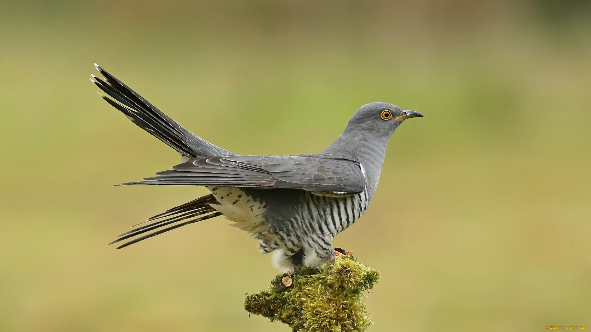 животные, птицы, птичка