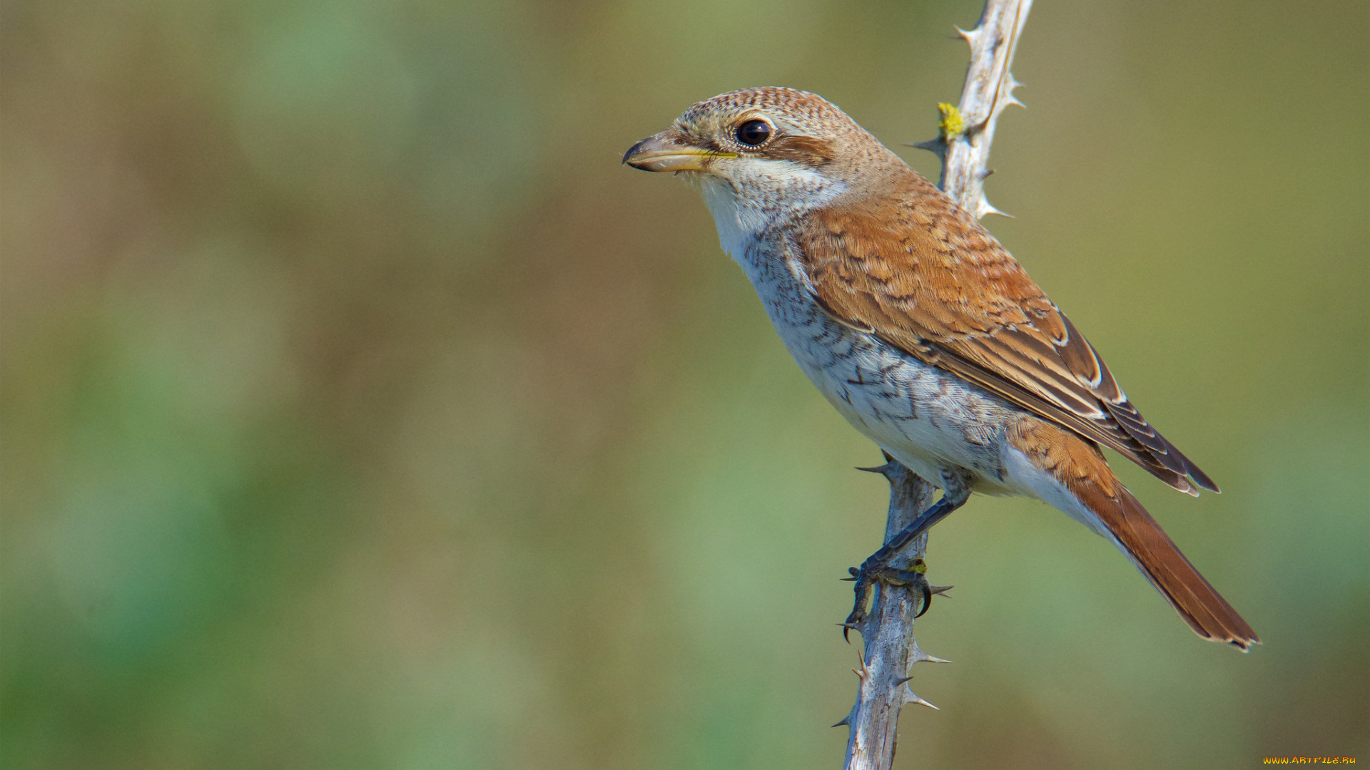животные, птицы, птичка