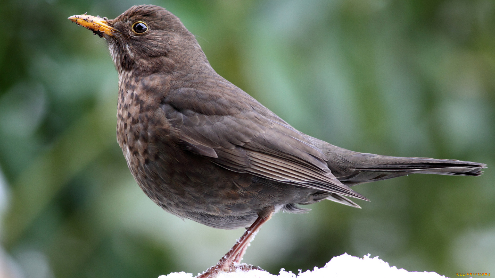 животные, птицы, птичка