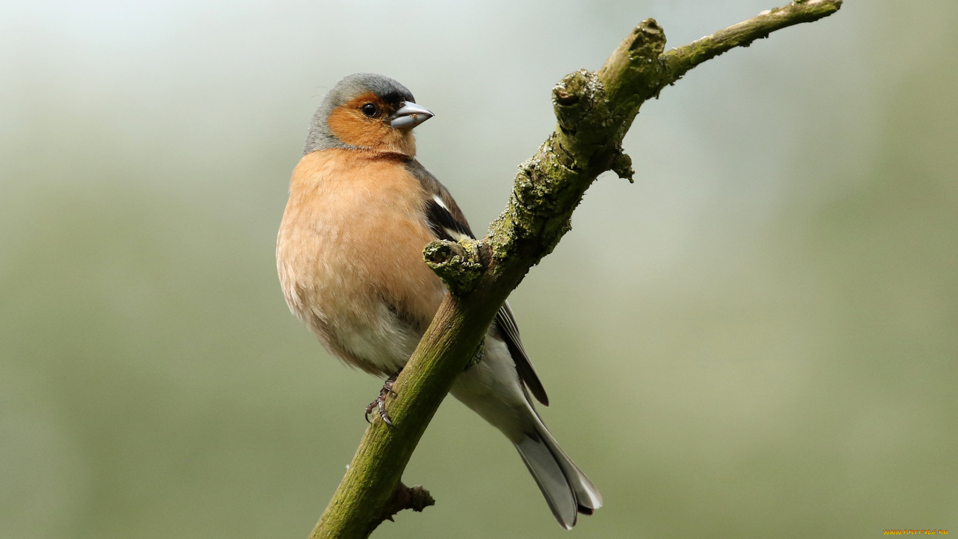 животные, птицы, птичка