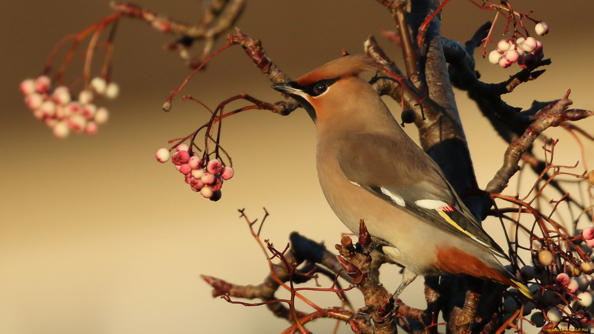 животные, птицы, птичка