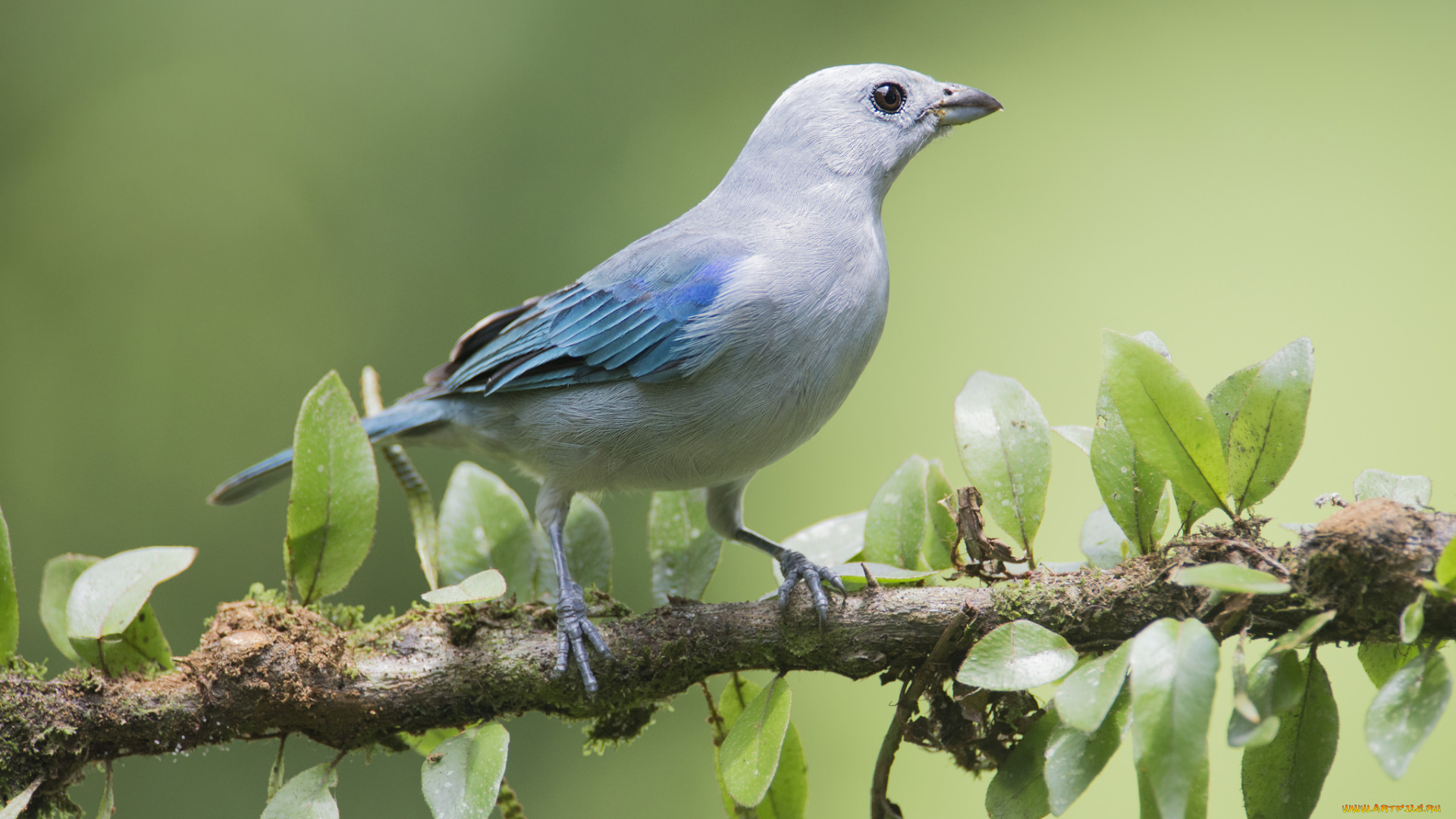 животные, птицы, птичка
