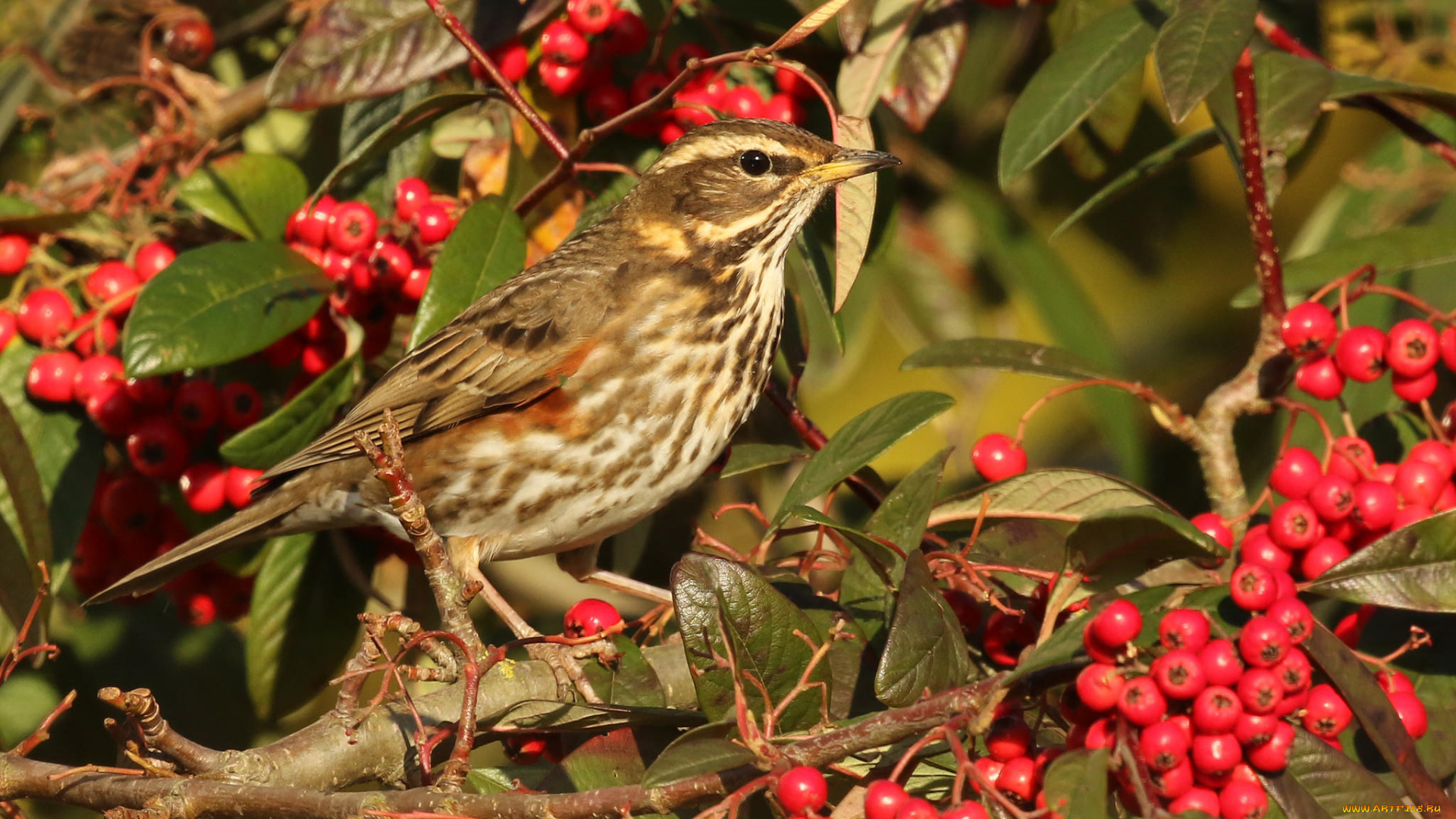 животные, птицы, птичка
