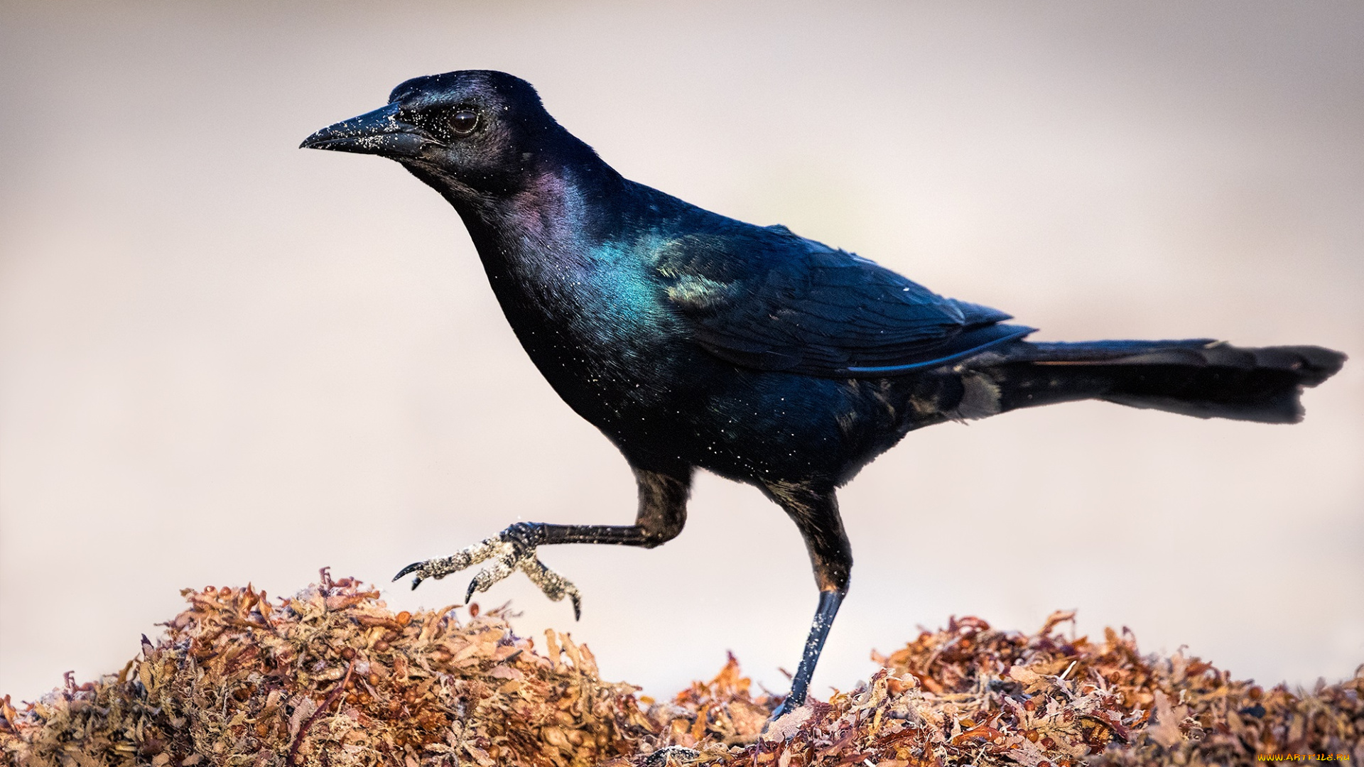 животные, птицы, птичка