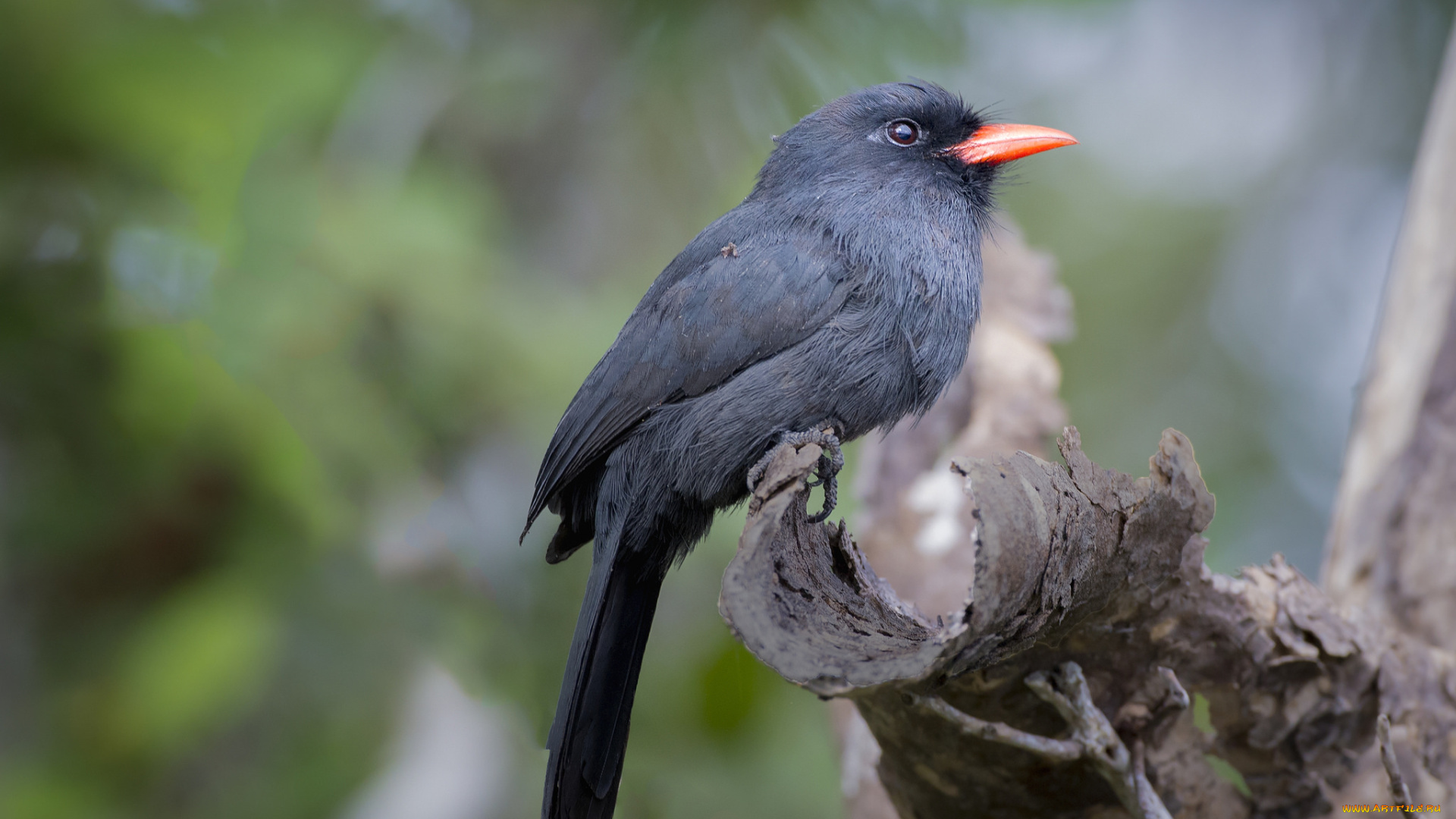 животные, птицы, птичка
