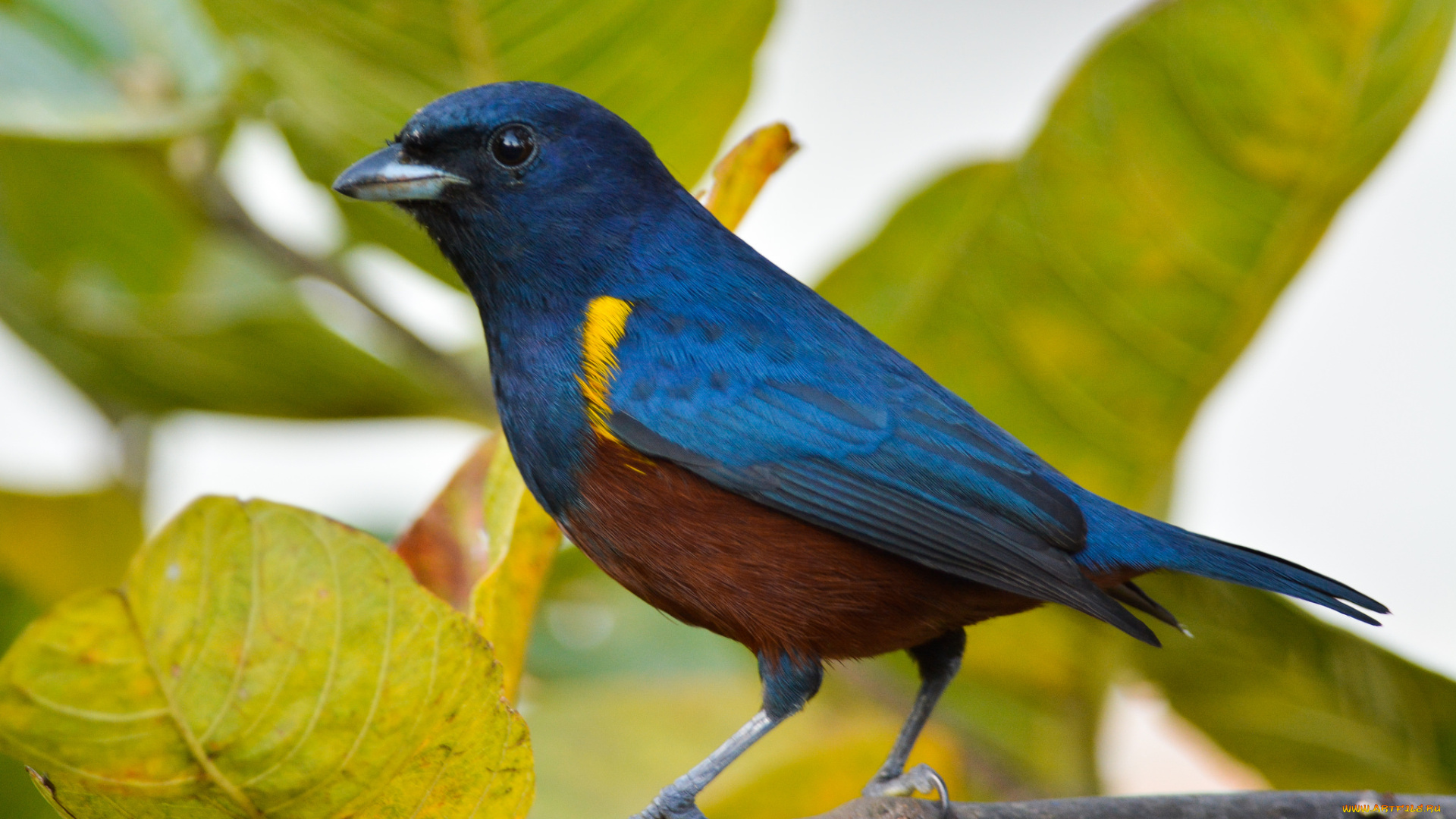 животные, птицы, птичка