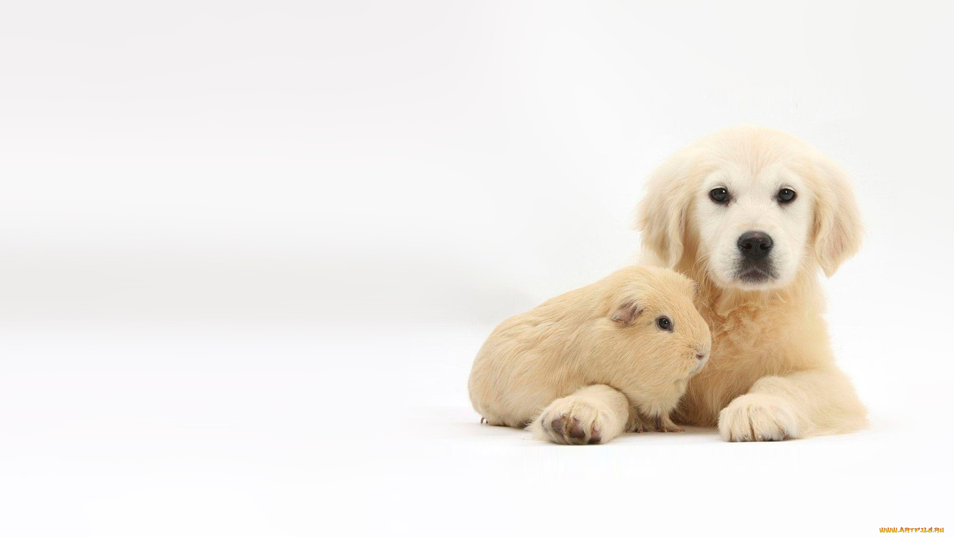 животные, разные, вместе, морская, свинка, щенок, звери, фото, марк, тэйлор