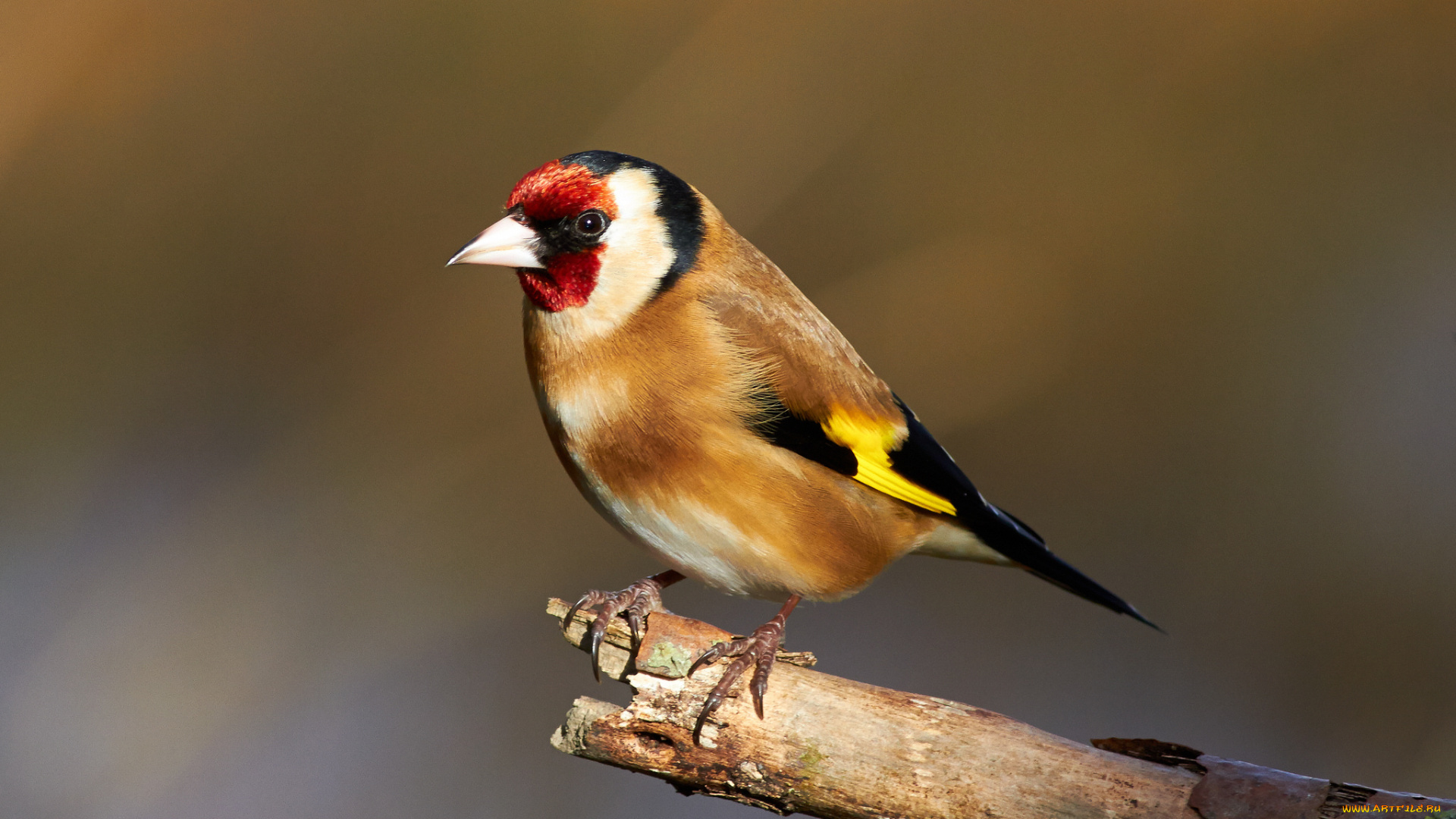 животные, щеглы, , чижи, птичка