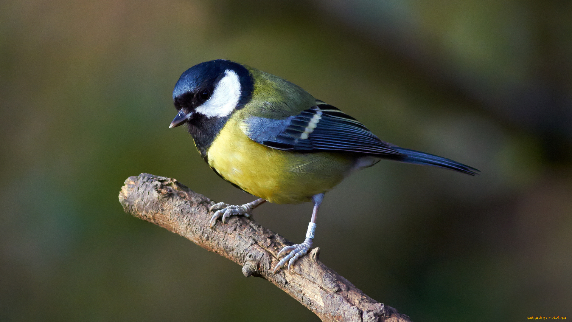 животные, синицы, , лазоревки, птичка