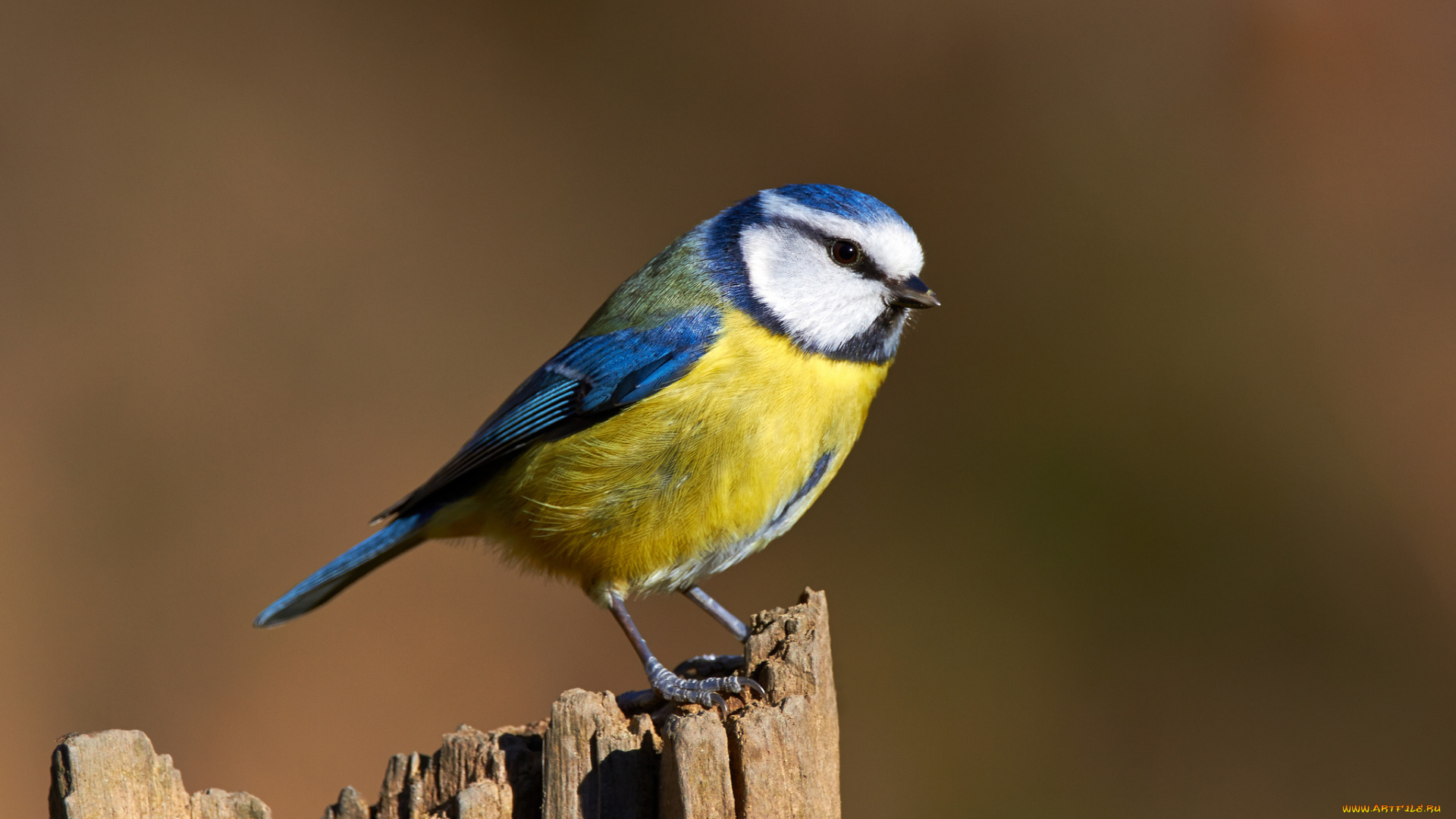 животные, синицы, , лазоревки, птичка