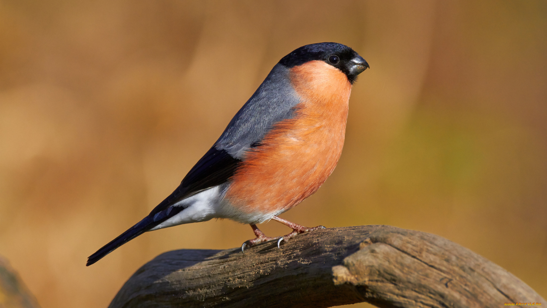 животные, снегири, птичка