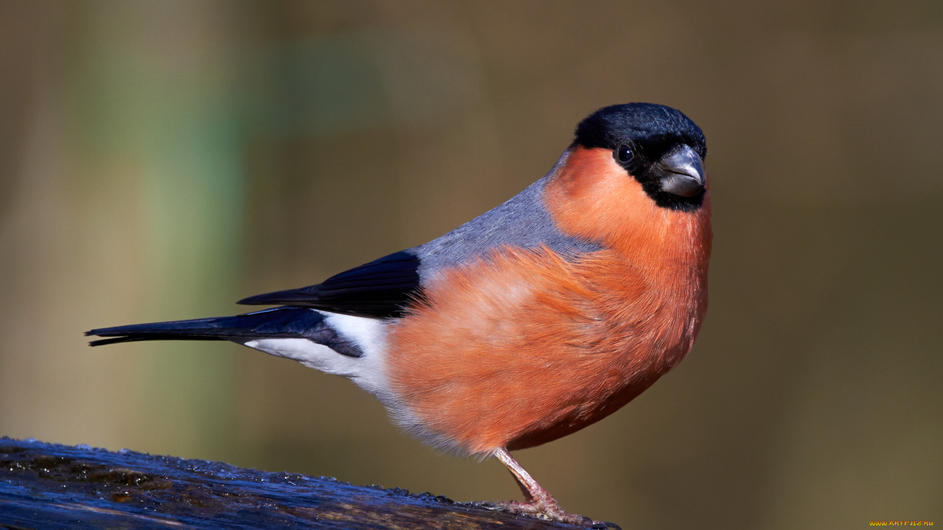 животные, снегири, птичка