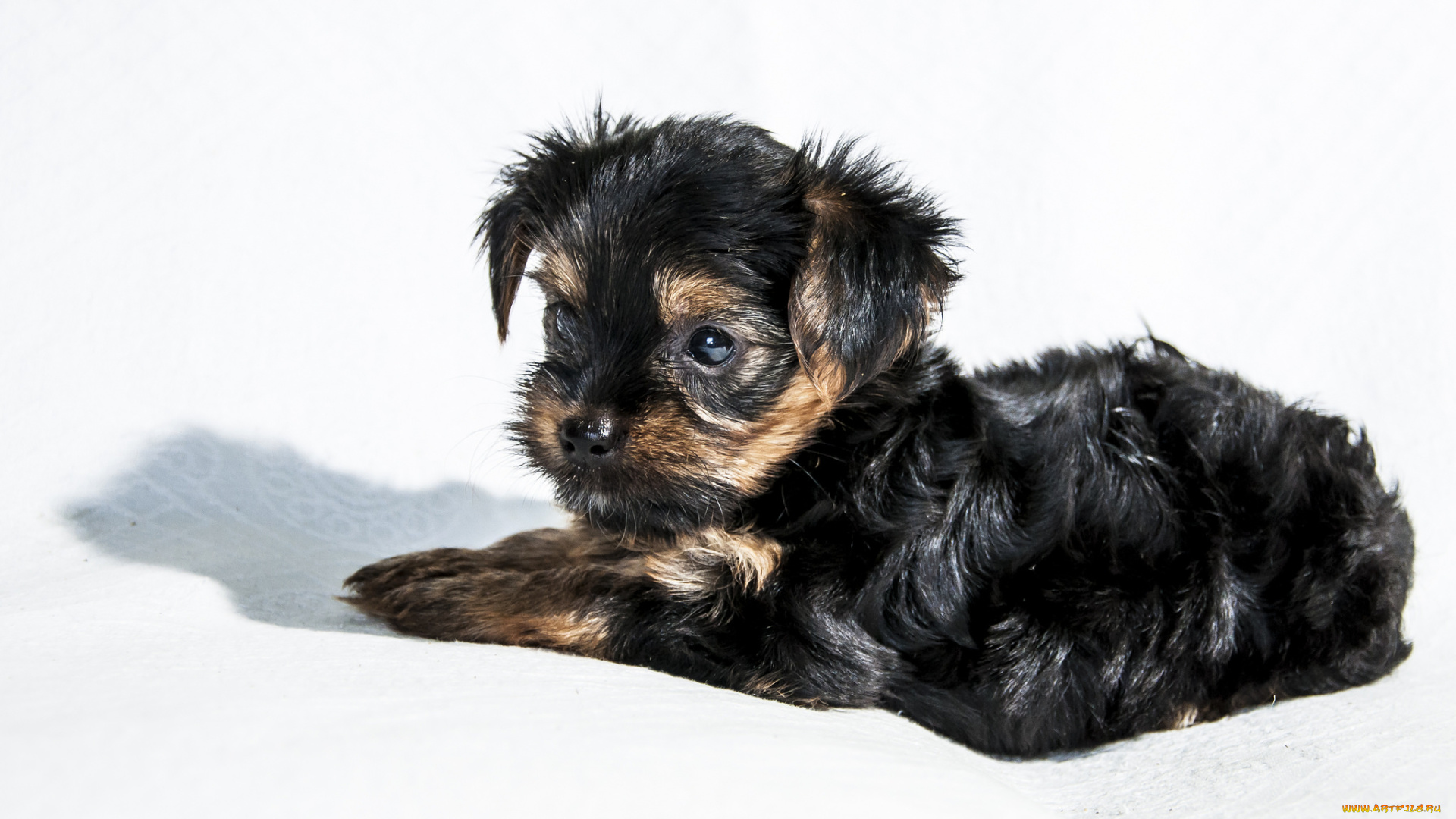 животные, собаки, песик