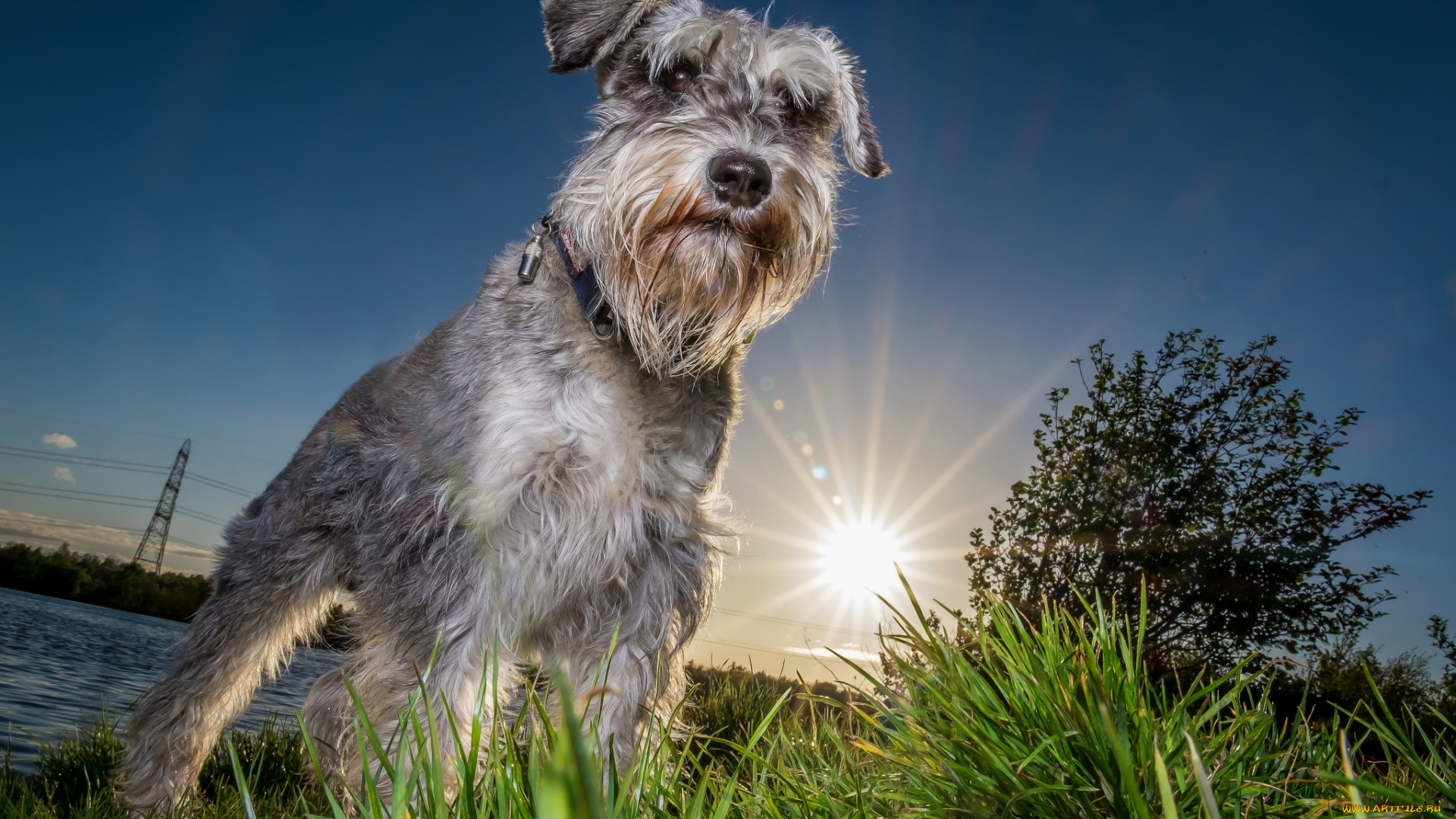 животные, собаки, песик