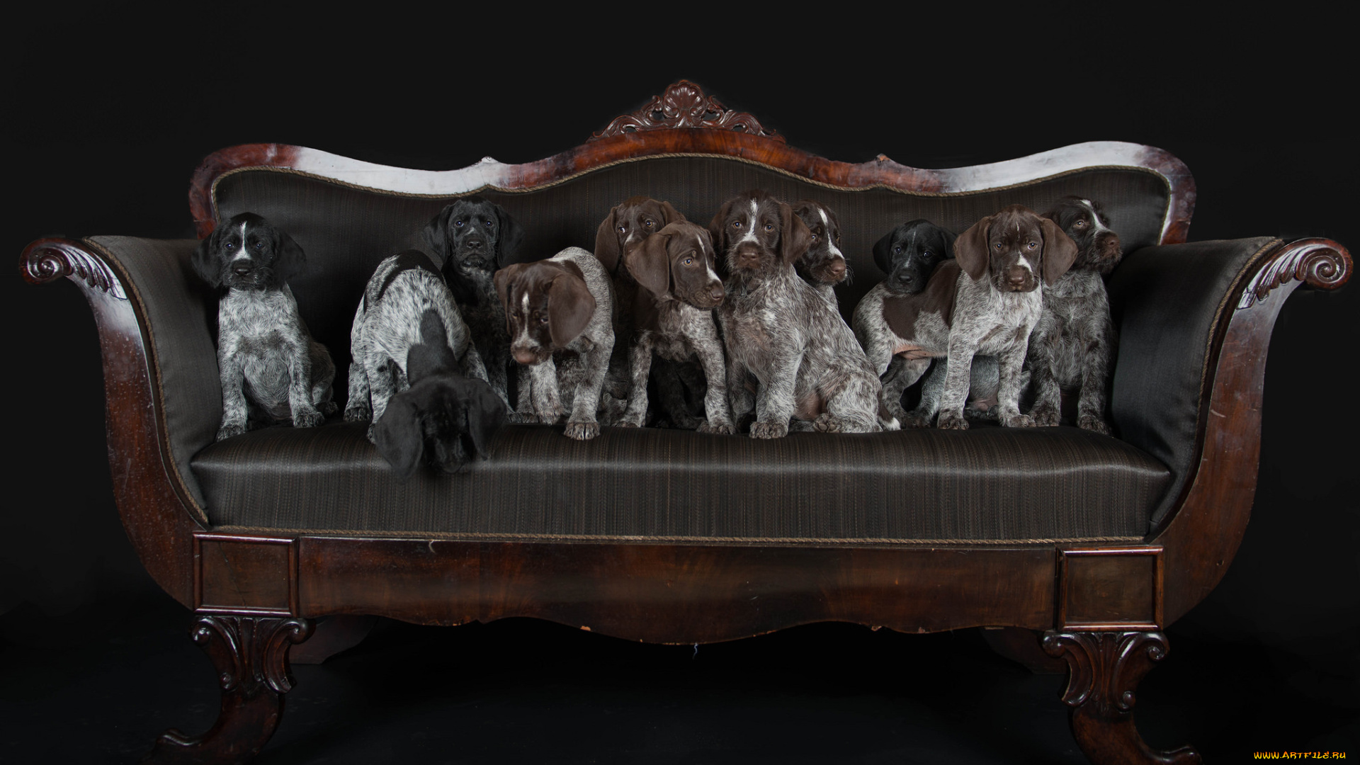 животные, собаки, песик