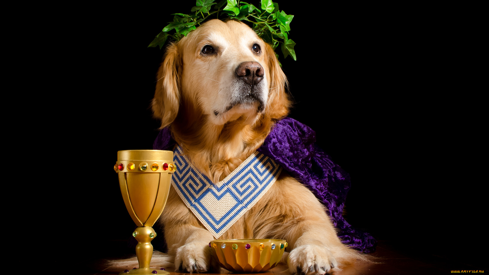 животные, собаки, песик