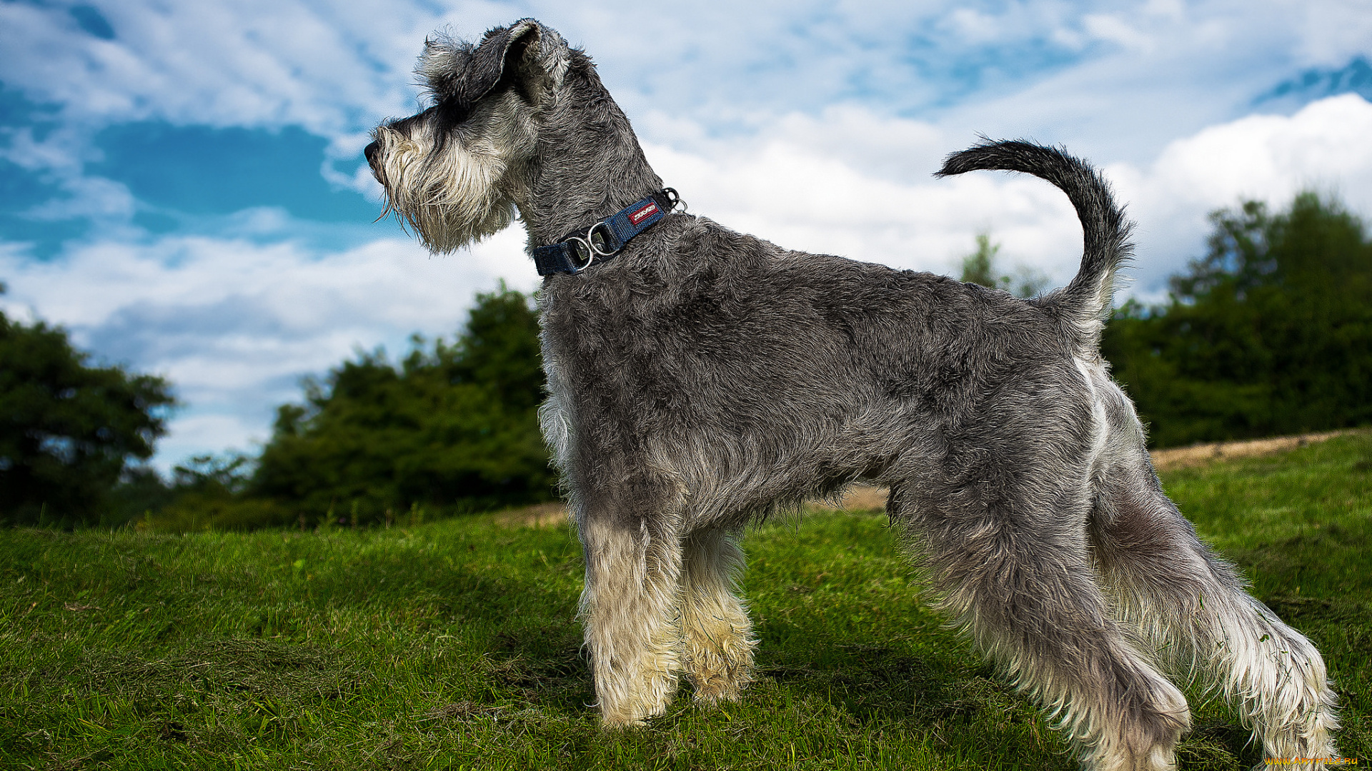 животные, собаки, песик