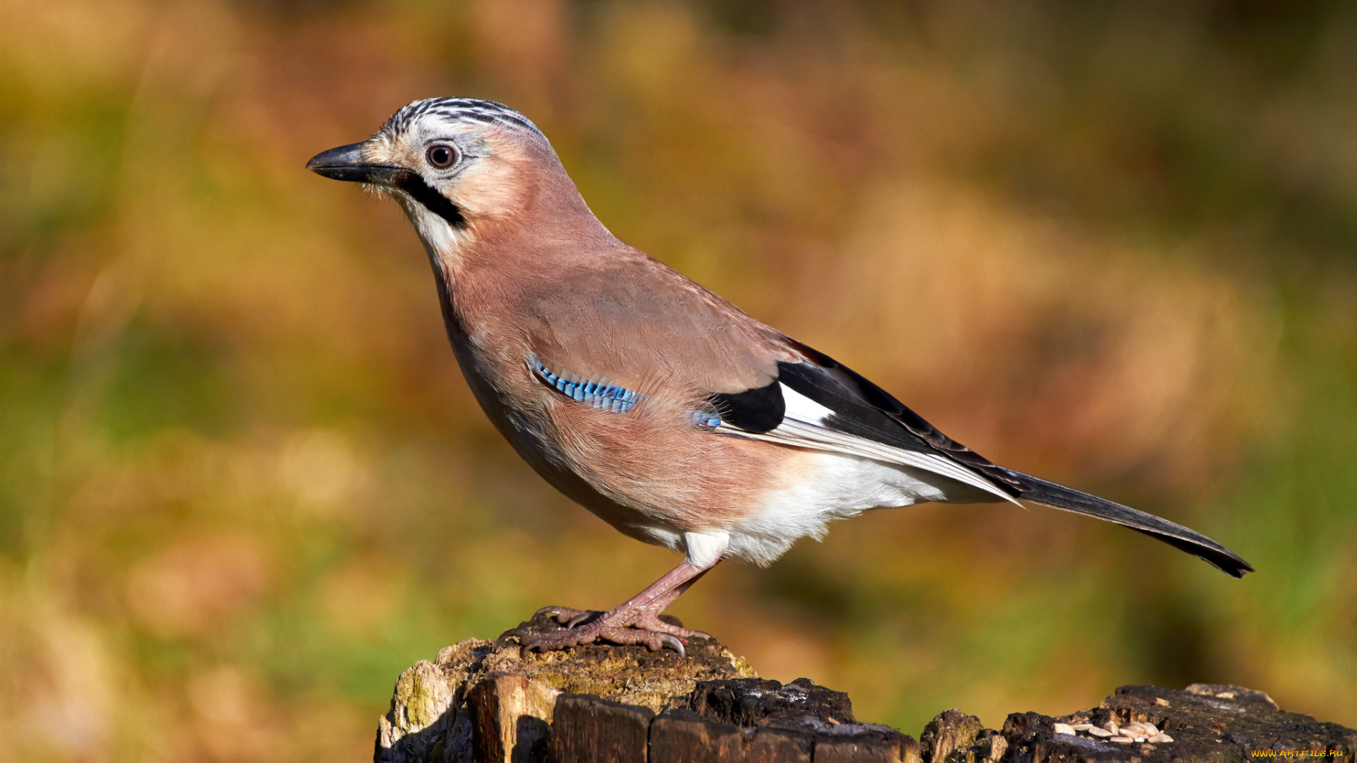 животные, сойки, птичка