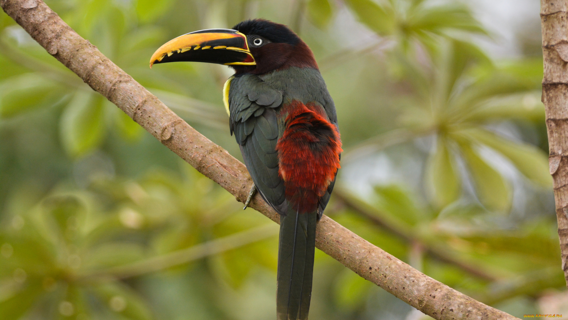 животные, туканы, птичка