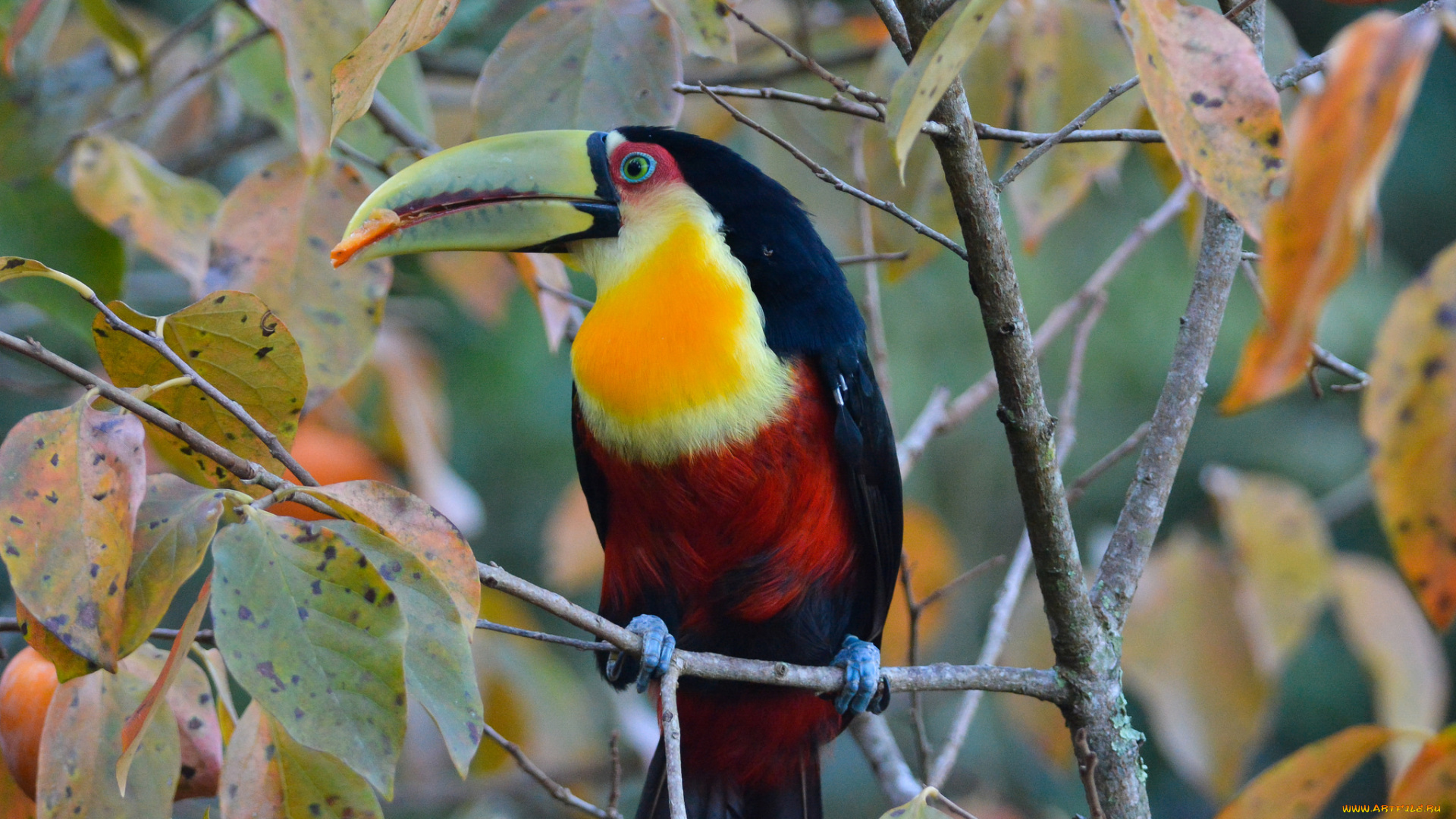 животные, туканы, птичка