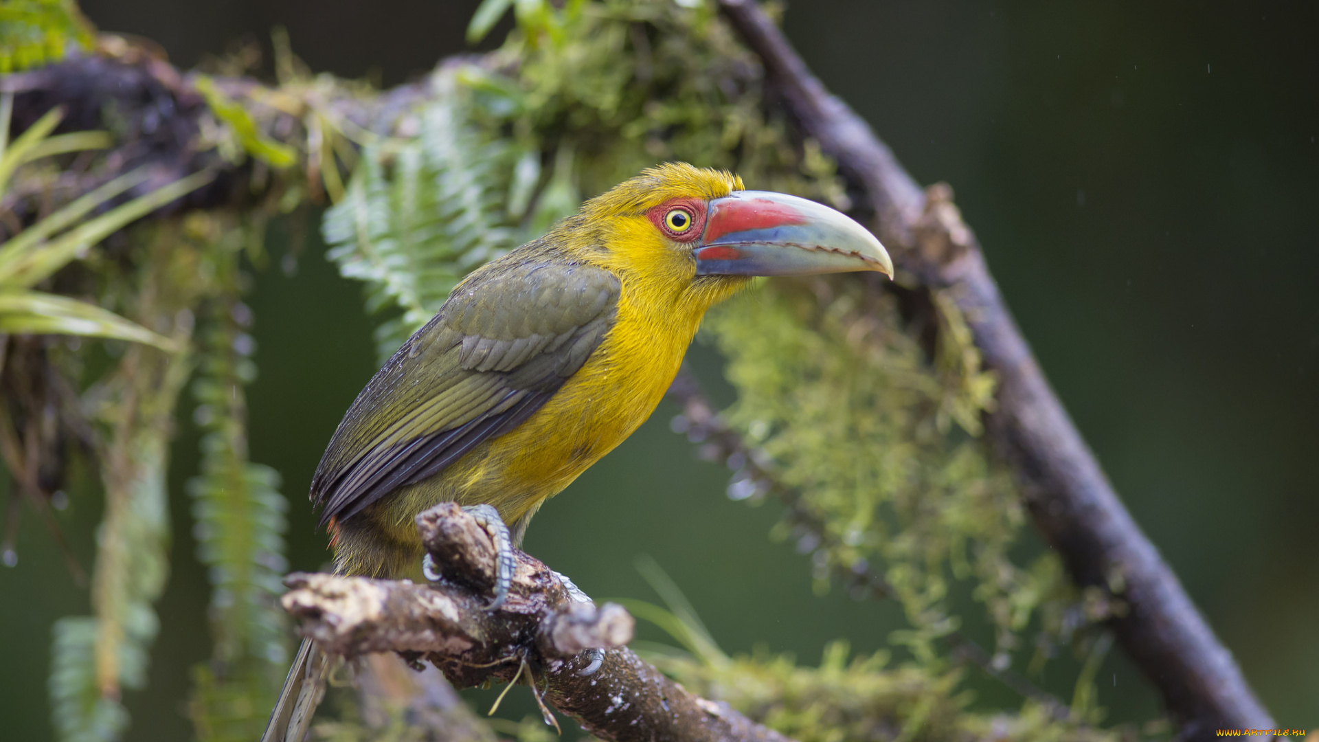 животные, туканы, птичка