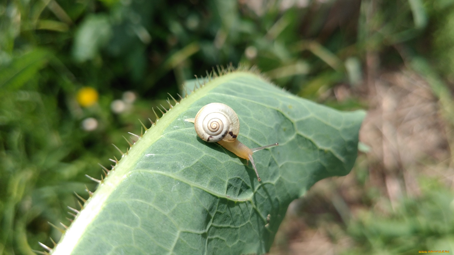 животные, улитки, улитка