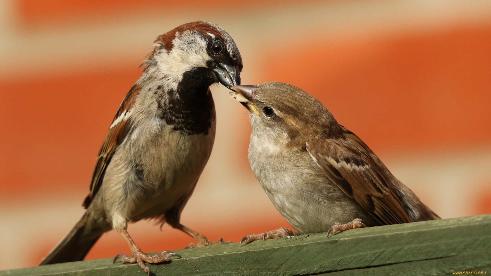 животные, воробьи, птичка