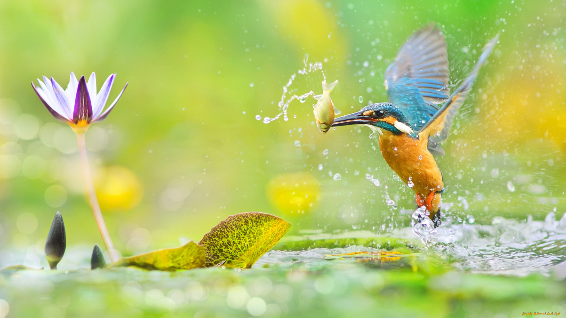 животные, зимородки, цветок, рыбка, макро, брызги, блики, птица, вода, листья, зелень