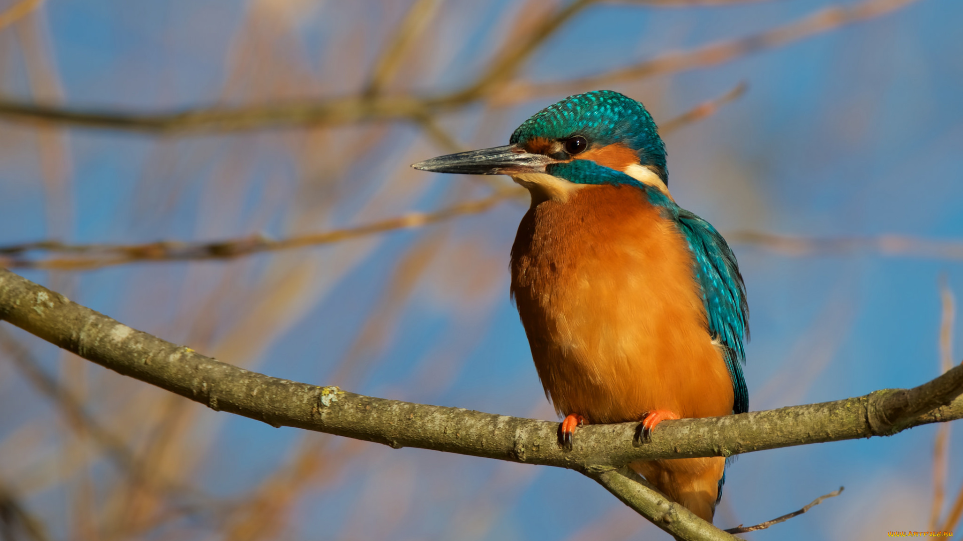 животные, зимородки, птичка