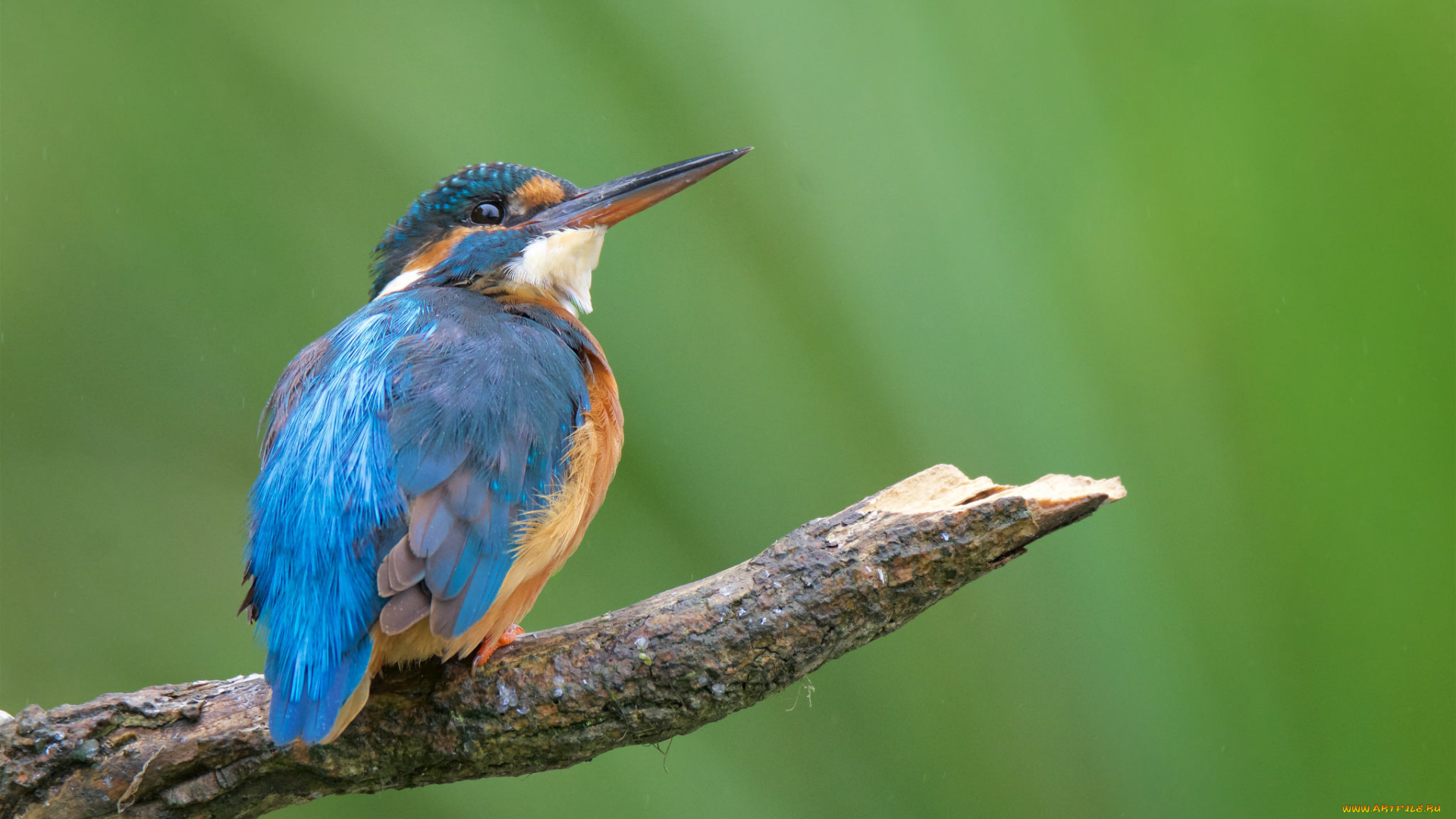 животные, зимородки, птичка