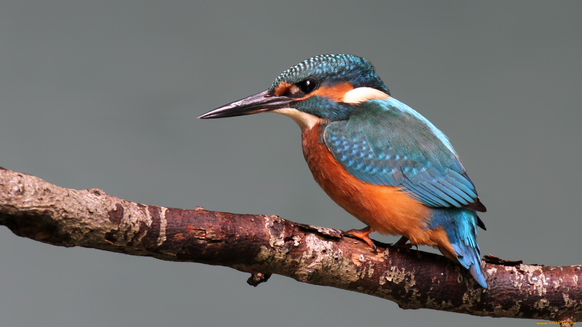 животные, зимородки, птичка