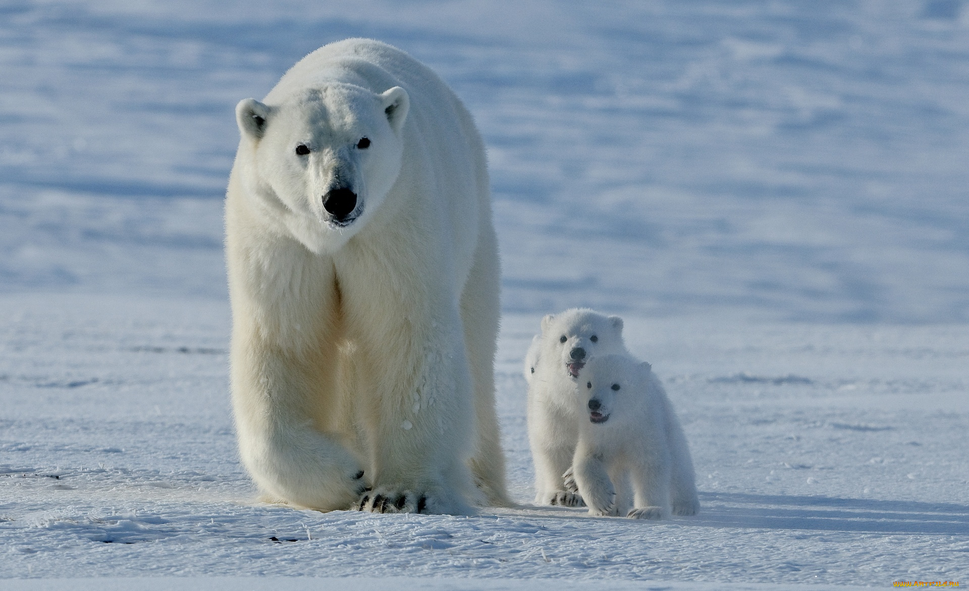 животные, медведи, медведица, медвежата, белые, снег
