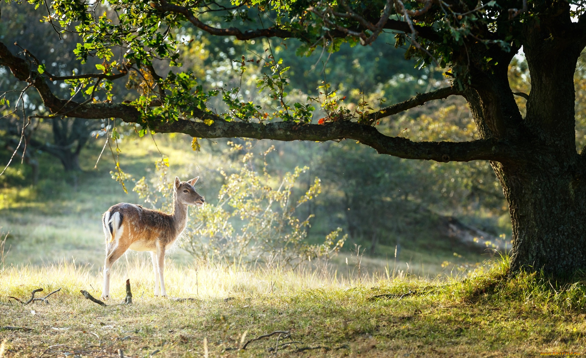 животные, олени, лес, поляна, лань