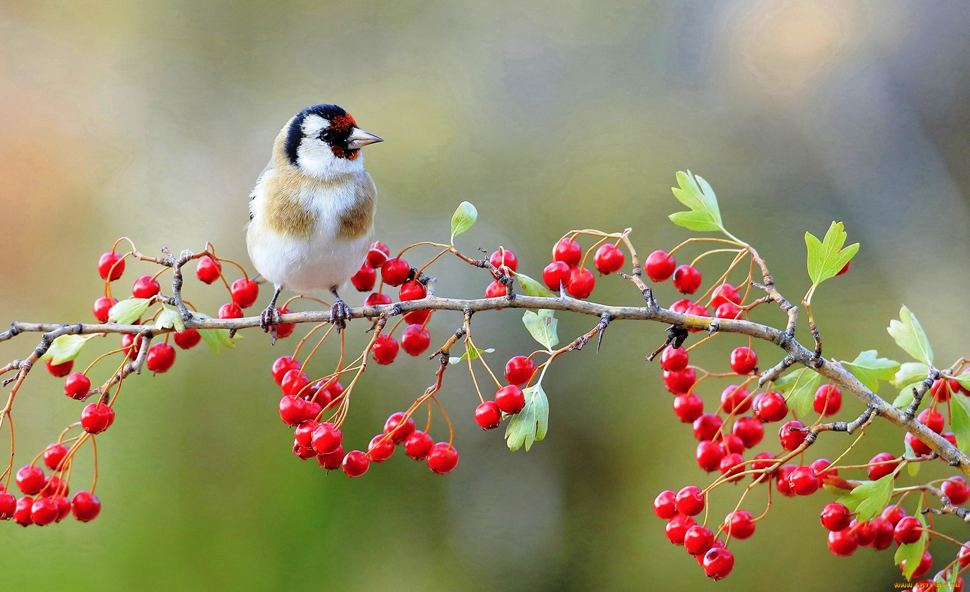 животные, щеглы, , чижи, ветка, ягоды, птица, щегол