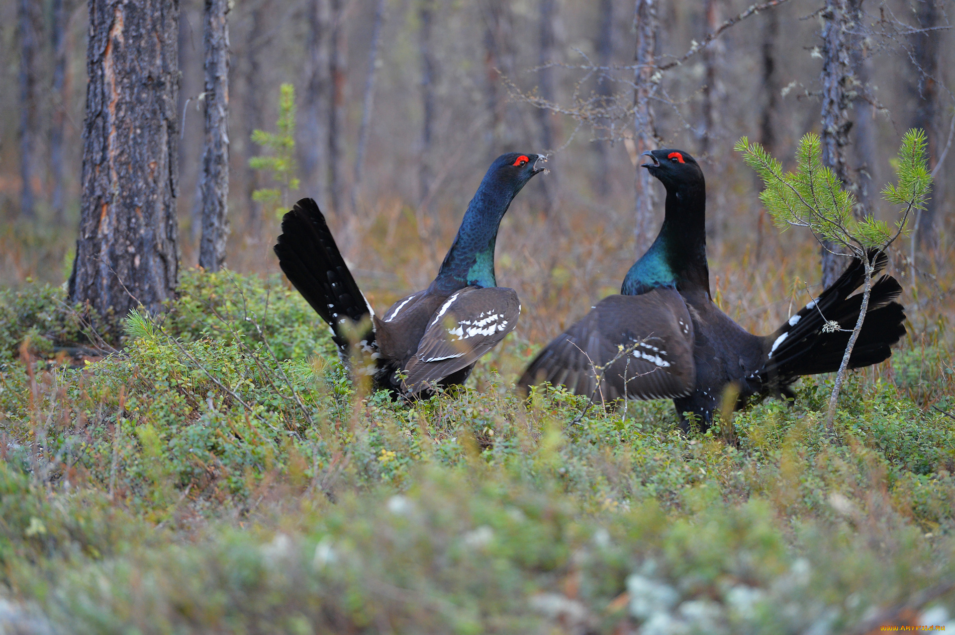каменный, глухарь, животные, глухари, , тетерева, глухарь, лес, каменный