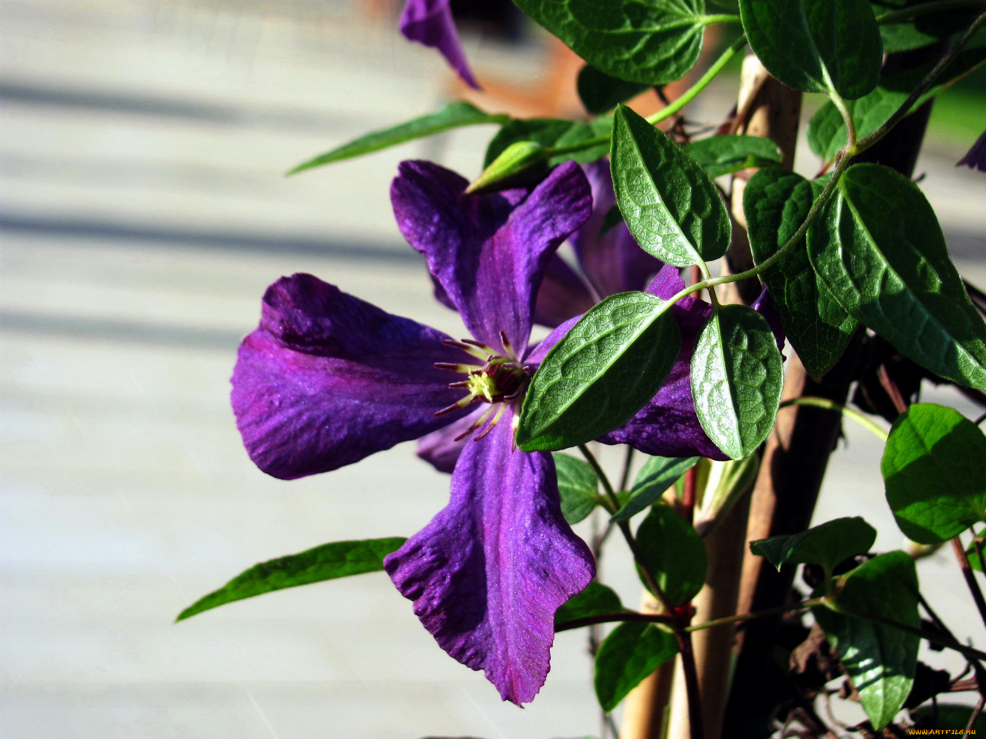 цветы, клематис, , ломонос, лиловый