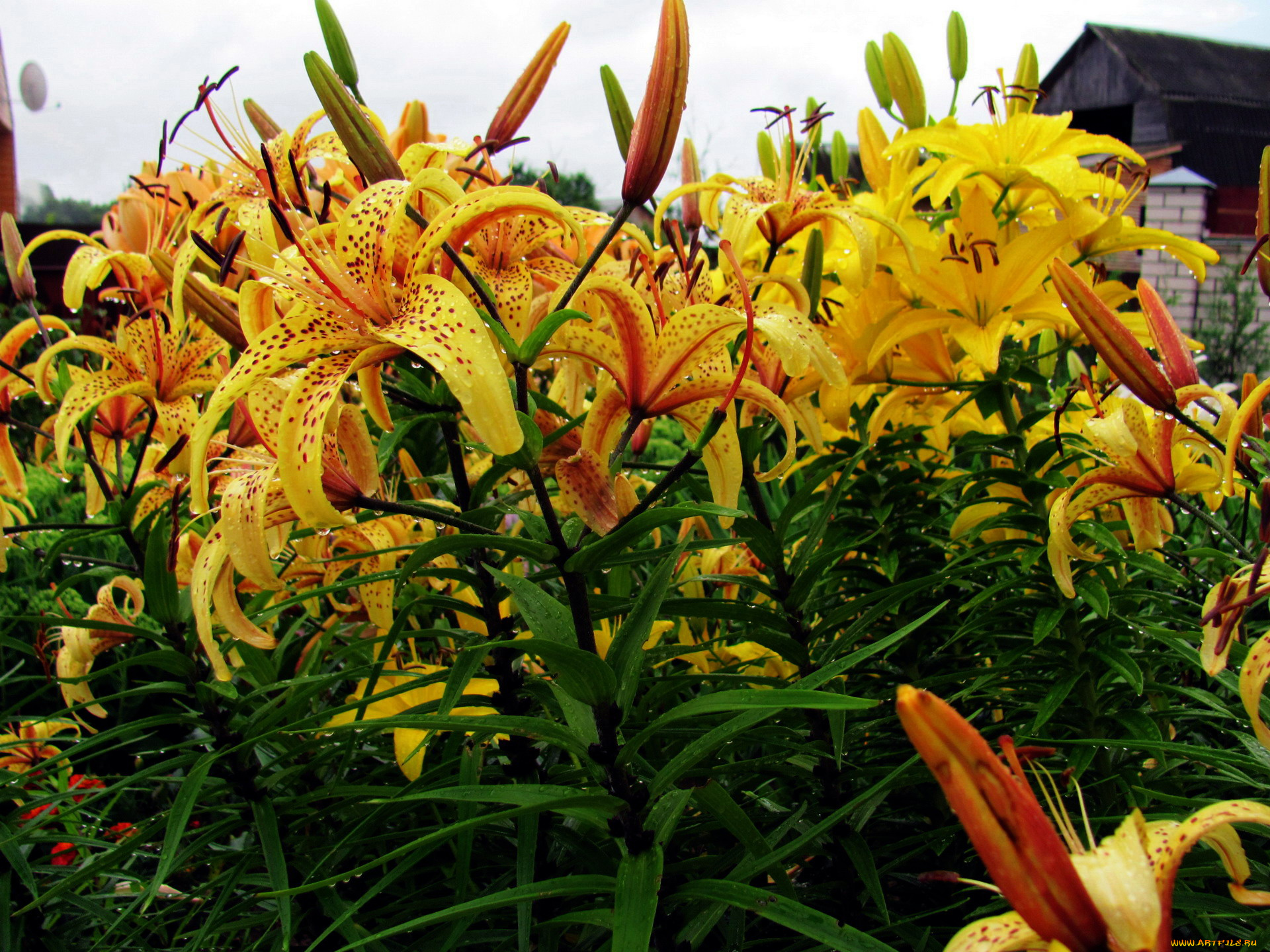 цветы, лилии, , лилейники, крапинки