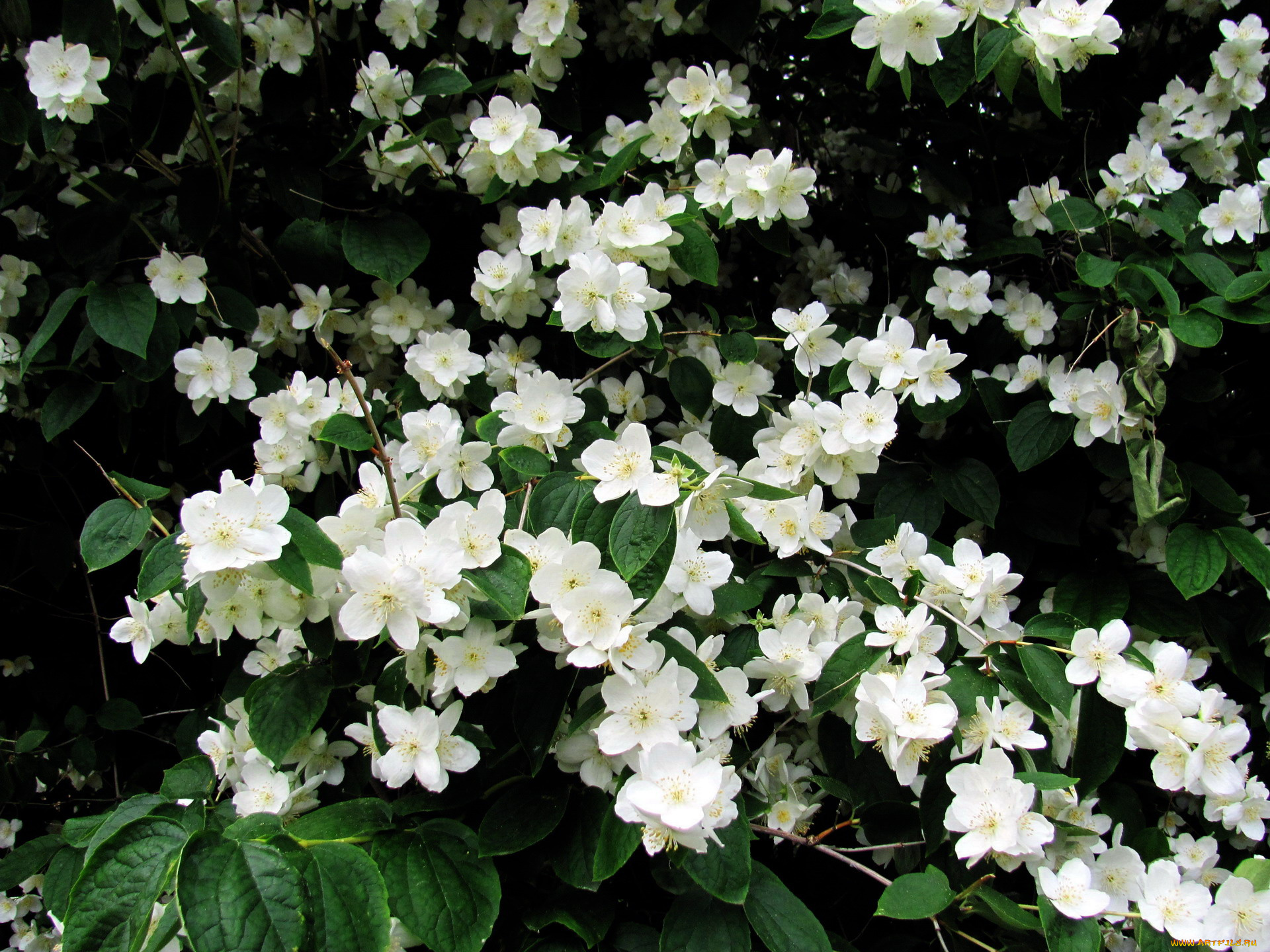 цветы, жасмин, белый