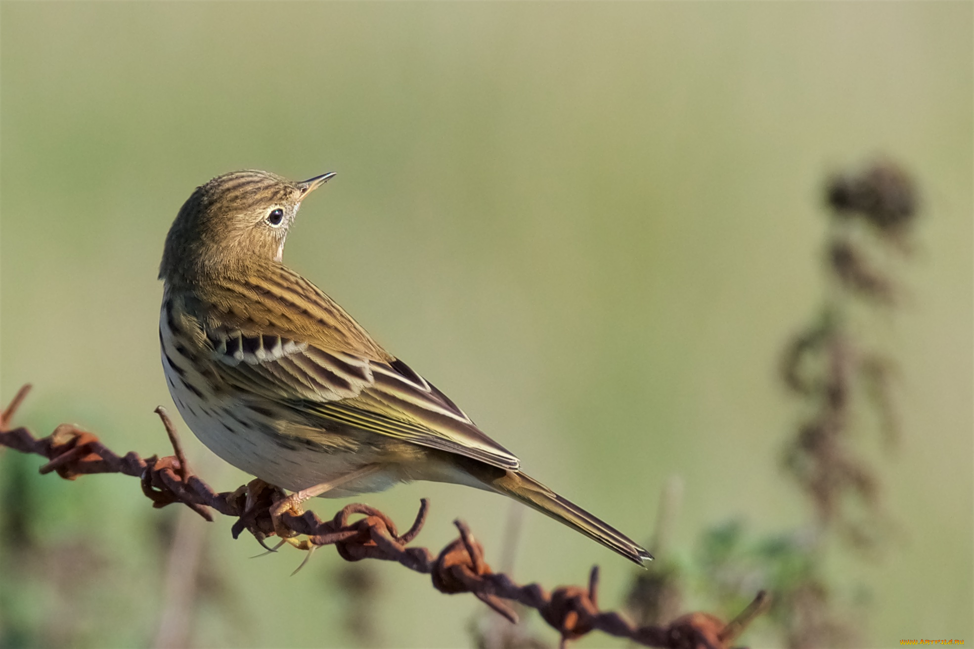 животные, воробьи, птичка