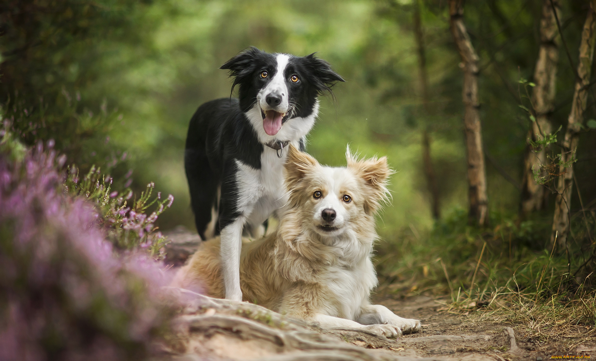 животные, собаки, песик