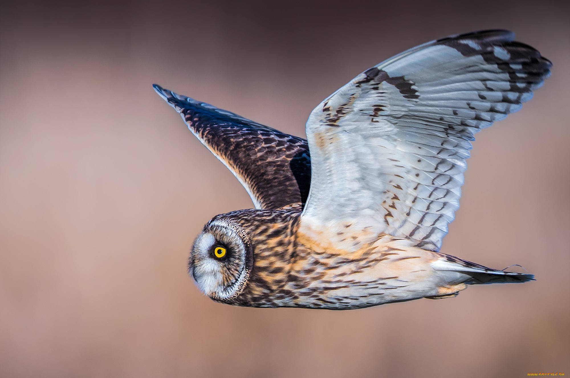 животные, совы, птичка