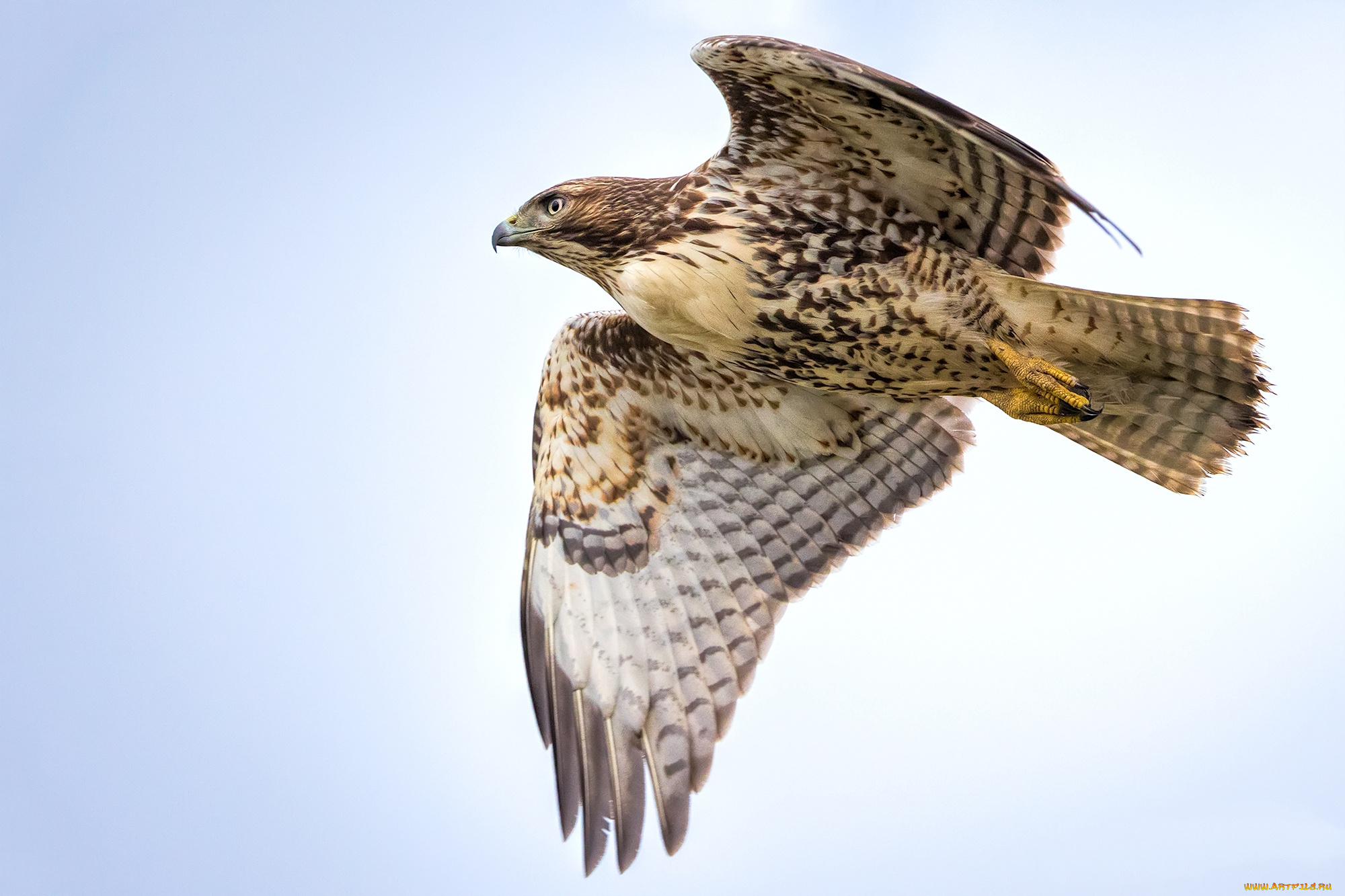 животные, птицы, -, хищники, птичка