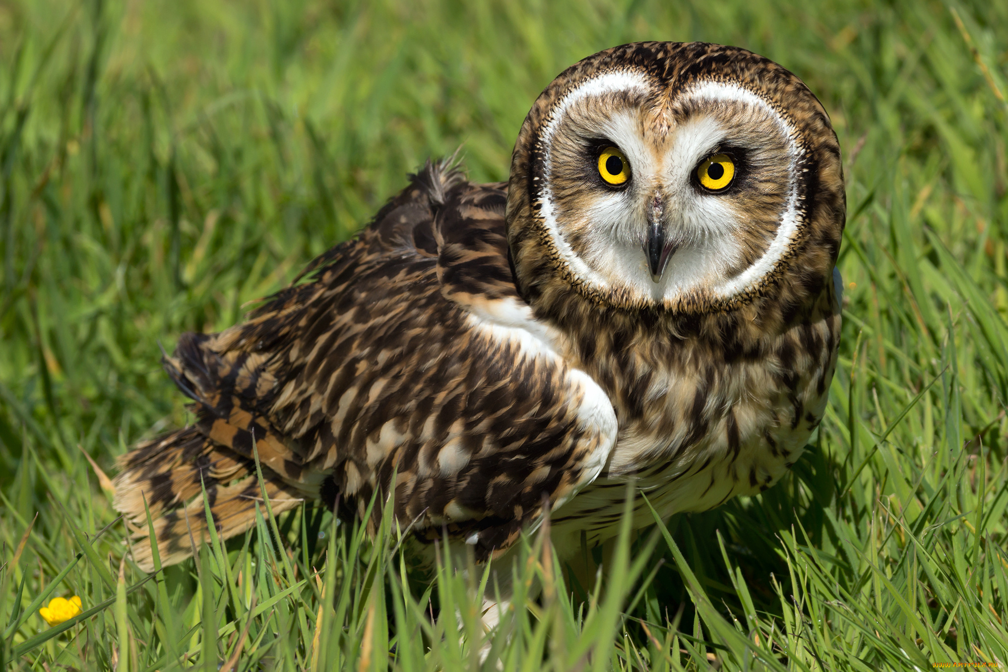 животные, совы, птичка