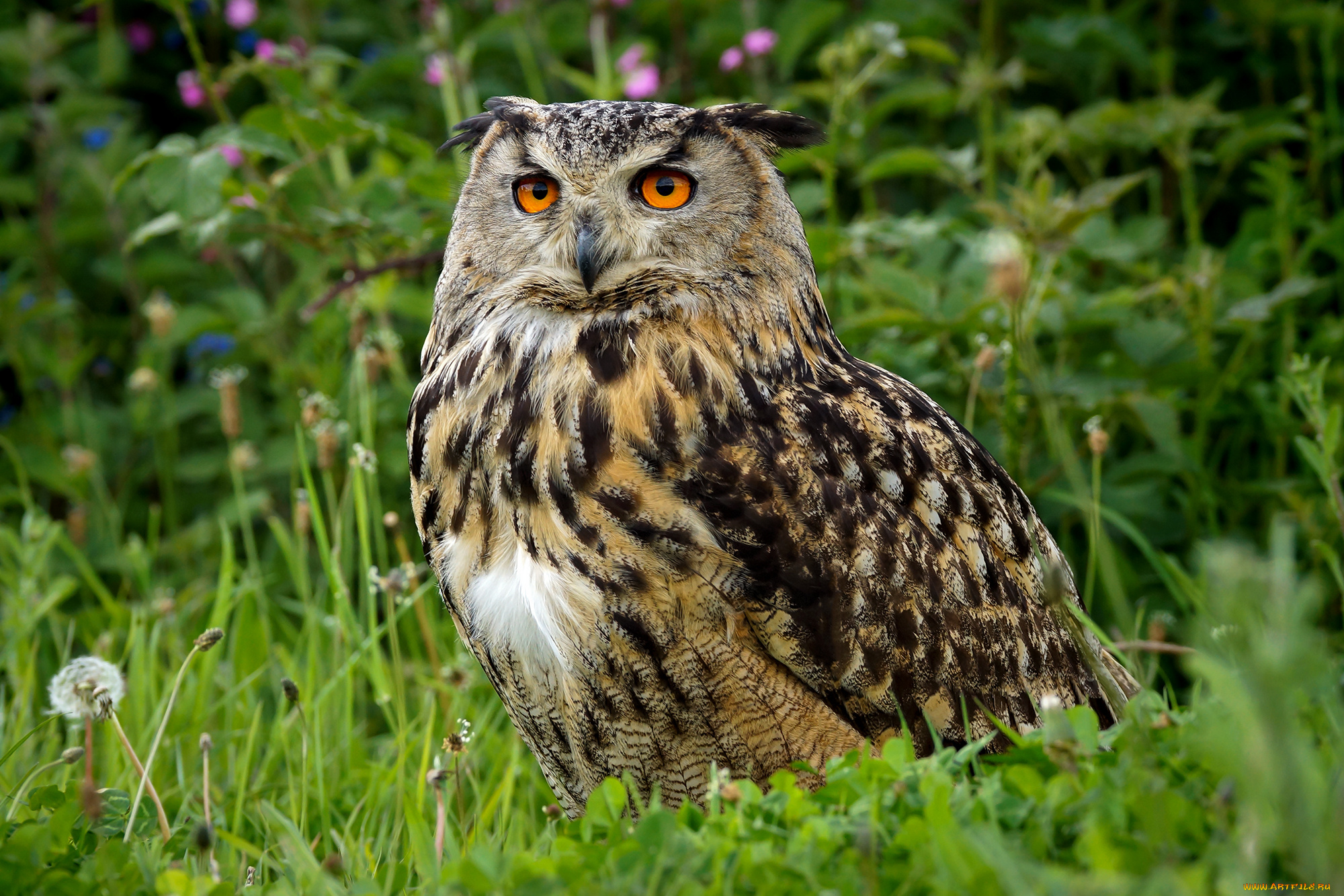 животные, совы, птичка